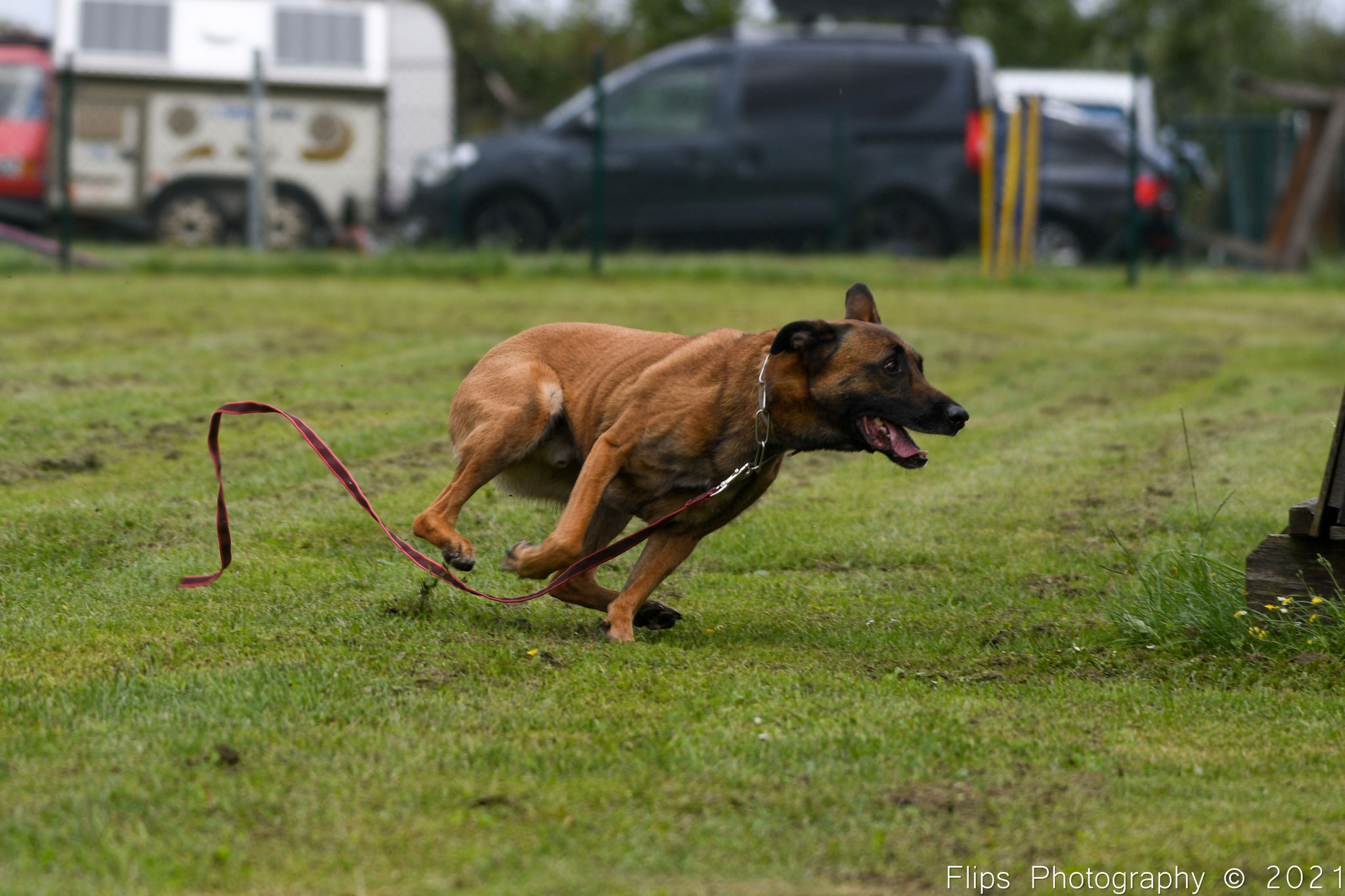 Hundesporttreffen43