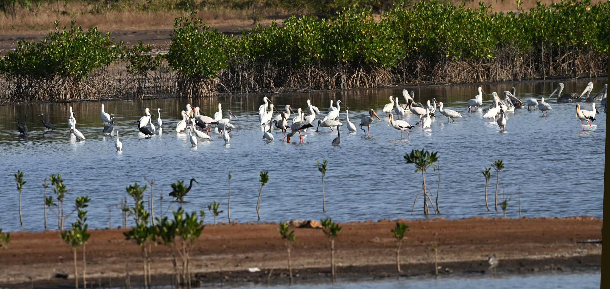 Platalea alba - African Spoonbill