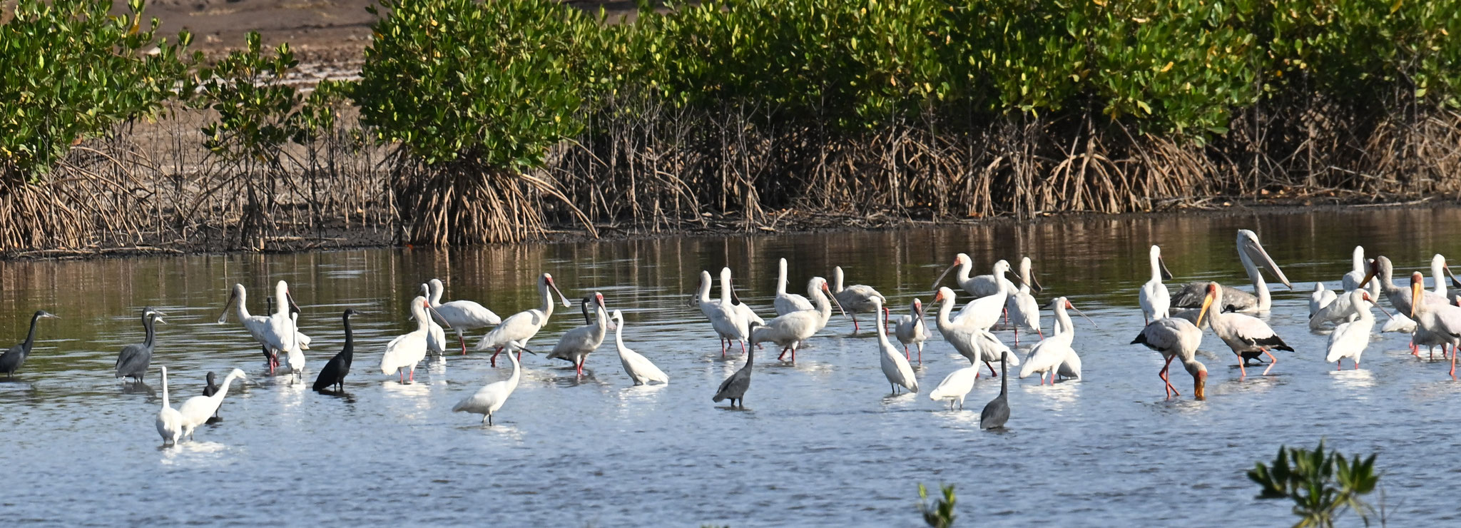 Platalea alba - African Spoonbill
