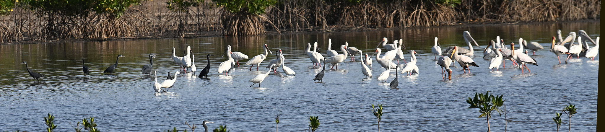 Platalea alba - African Spoonbill