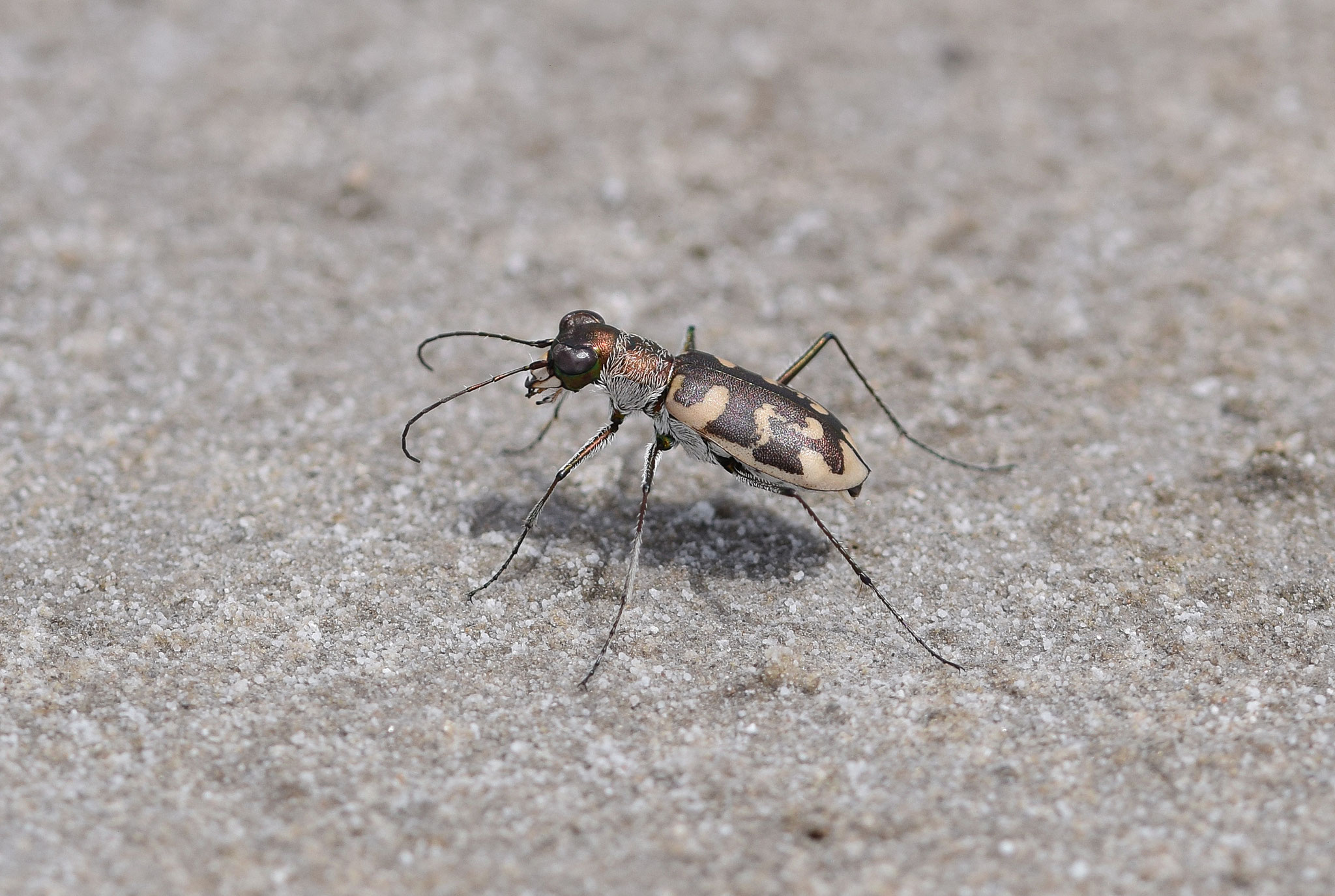 Cephalota circumdata  leonschaeferi