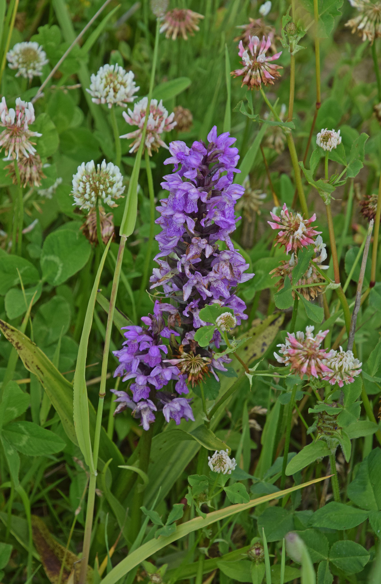 Rietorchis, Zuidpolder