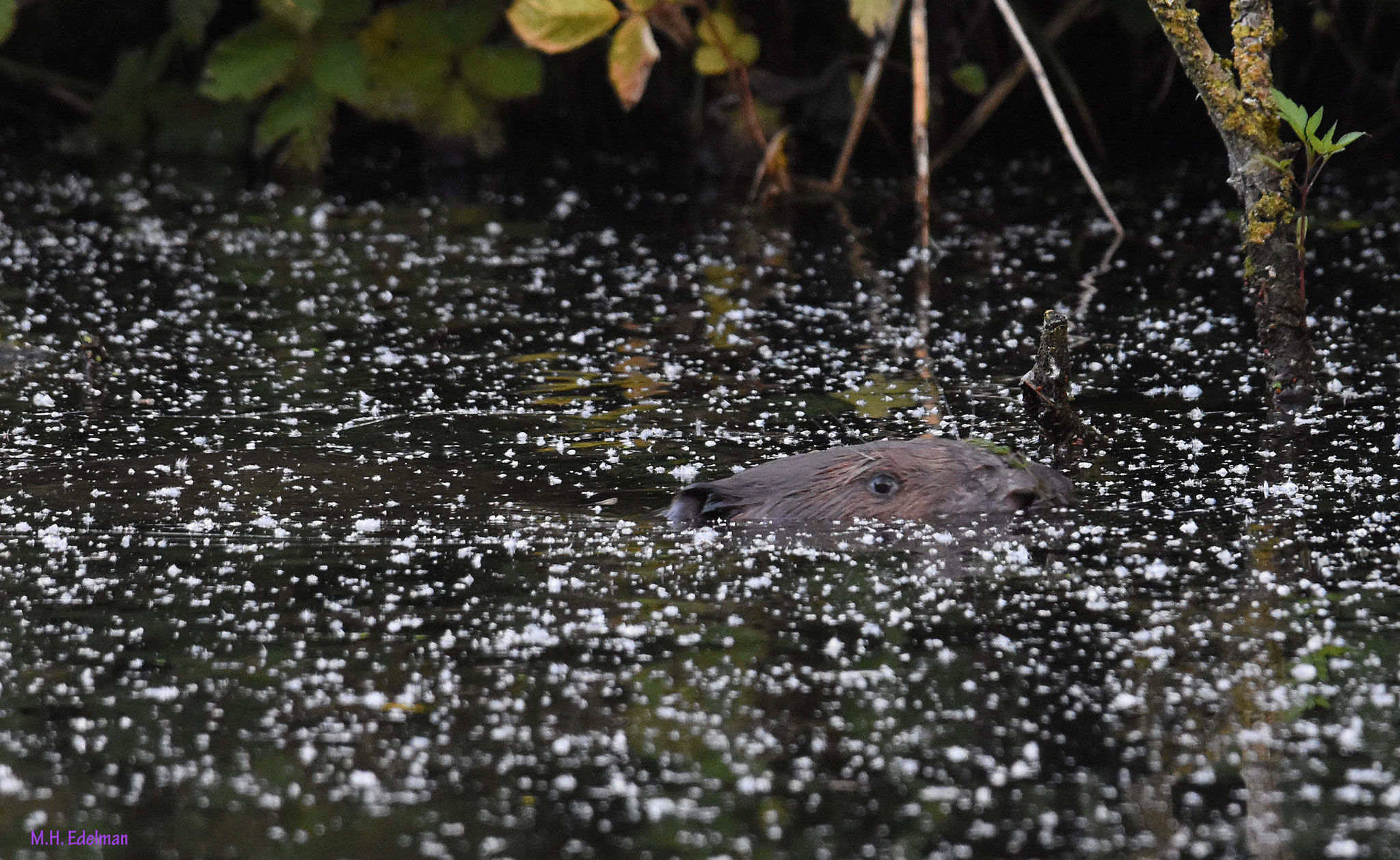 Europese bever