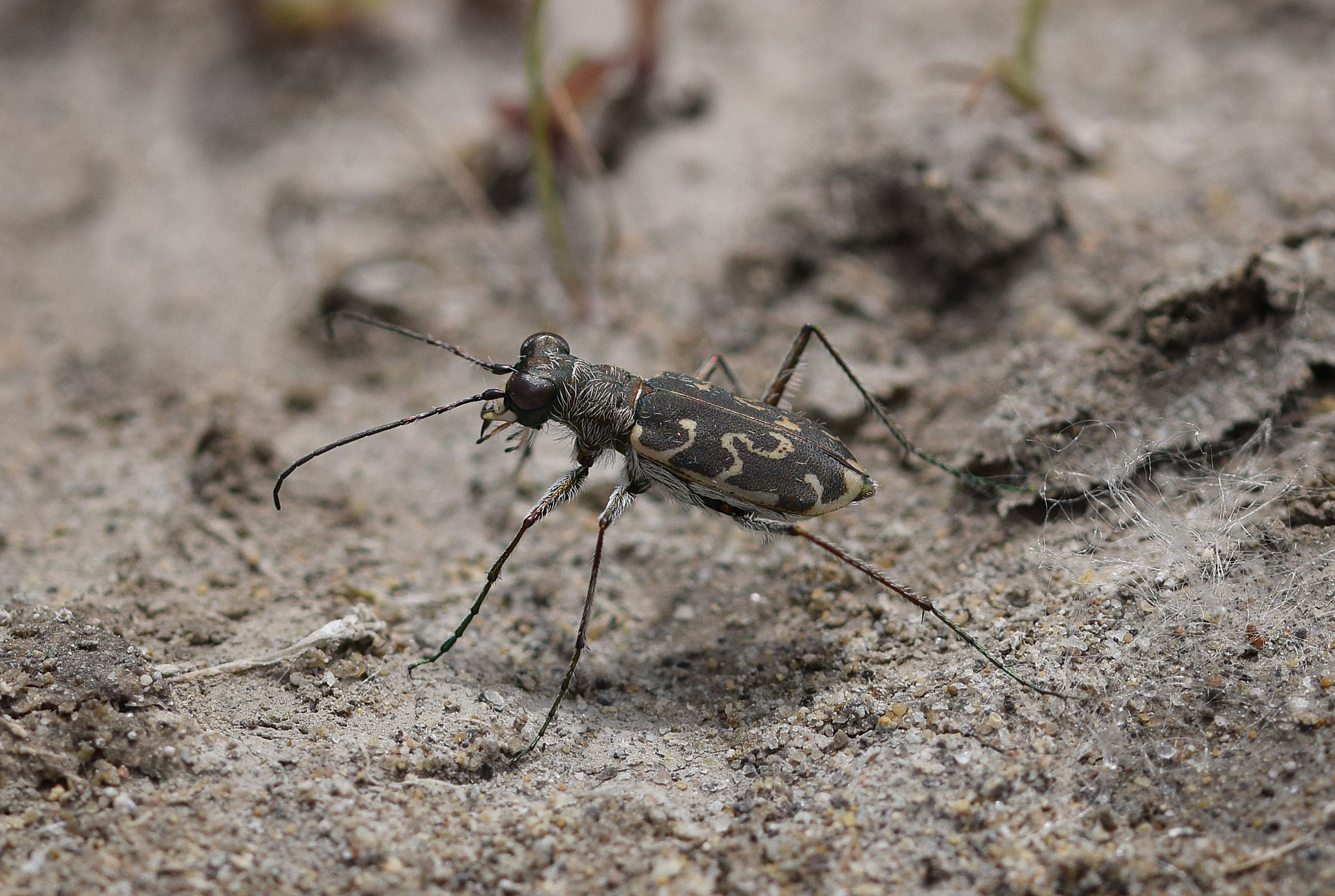 Cylindera arenaria