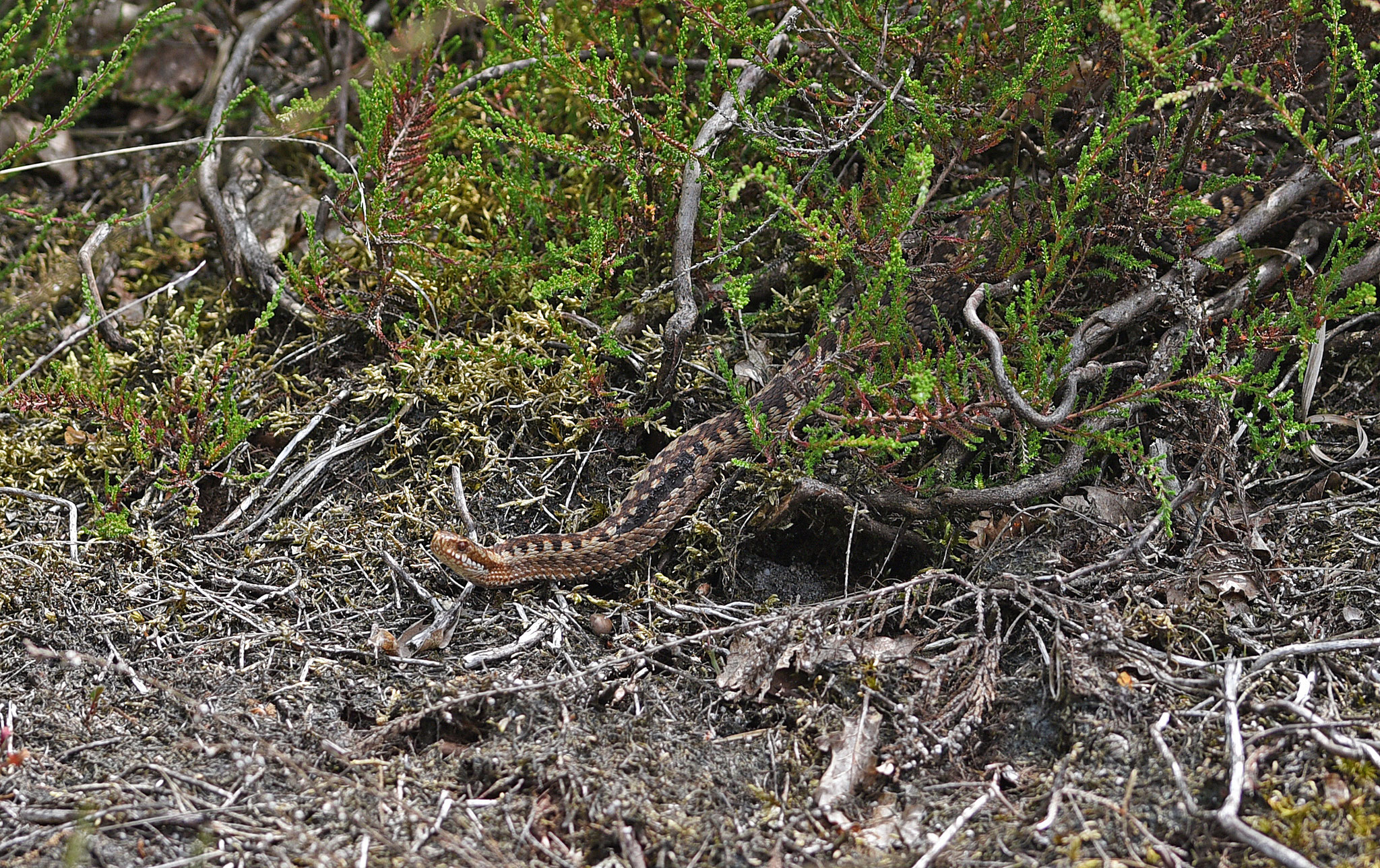 Adder, vrouw