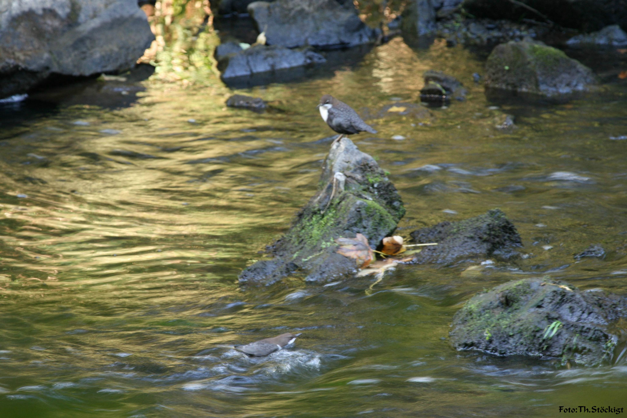 Wasseramsel