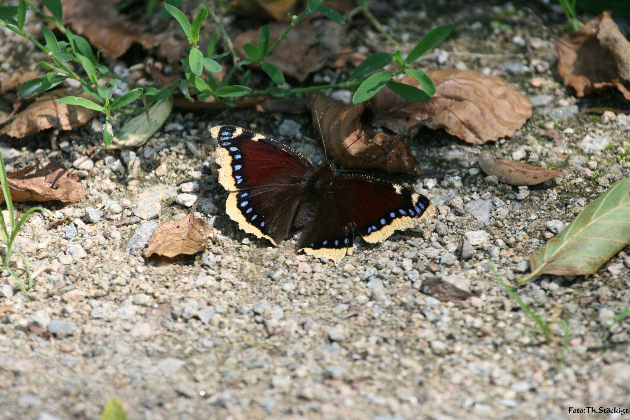 Trauermantel Nymphalis antiopa