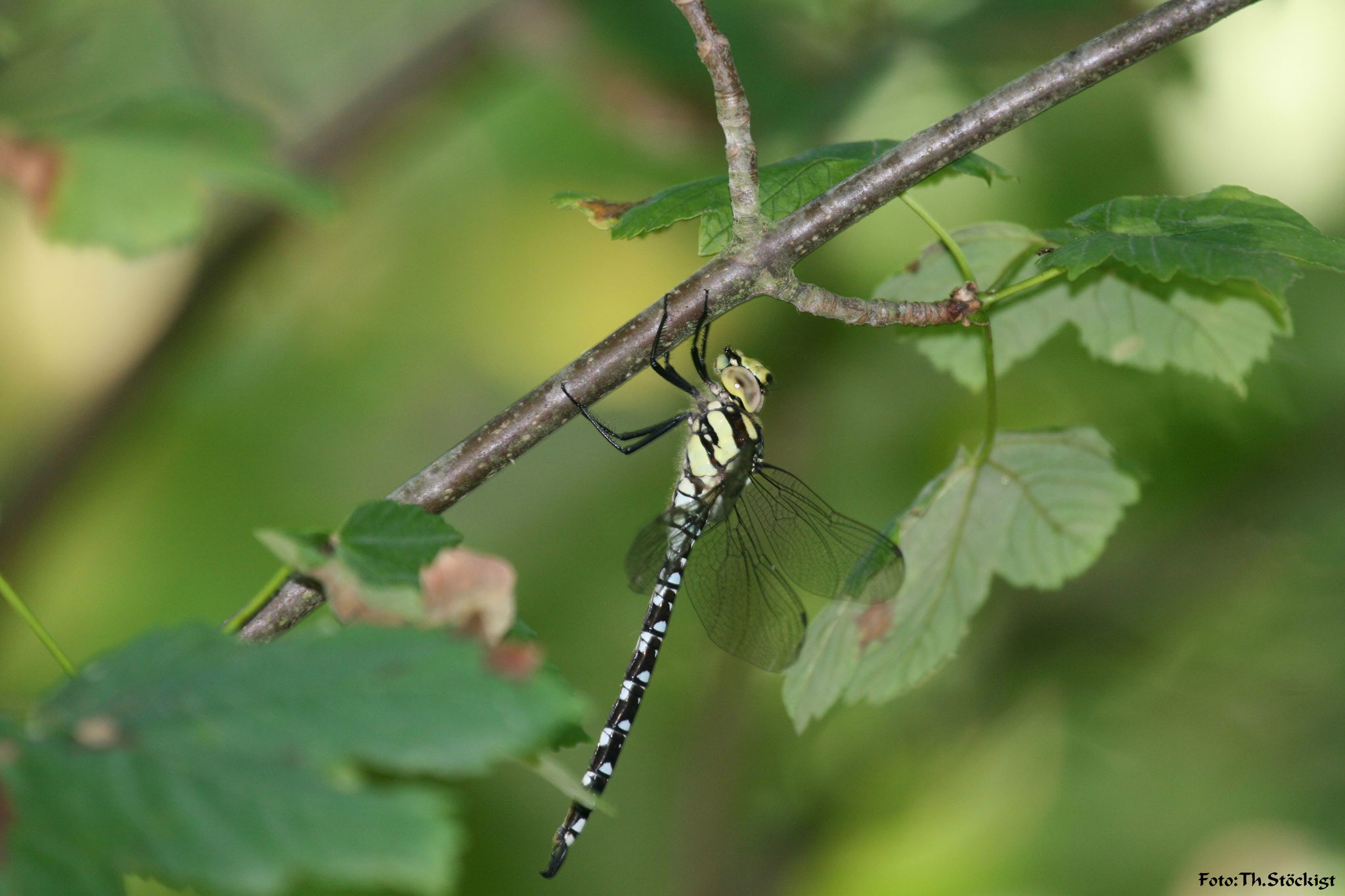 Blaugrüne Mosaikjungfer Aeshna cyanea, junges, unausgefärbtes Männchen