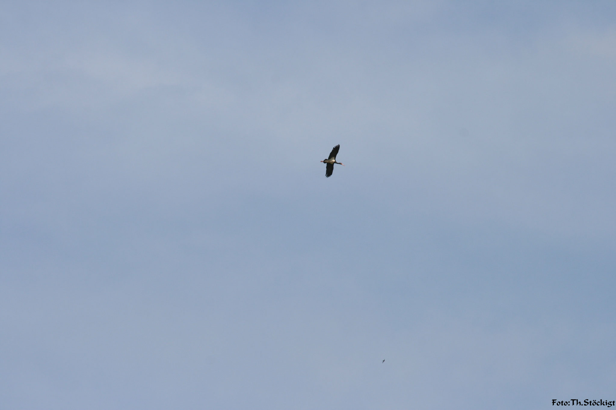 Schwarzstorch, Altvogel im Flug