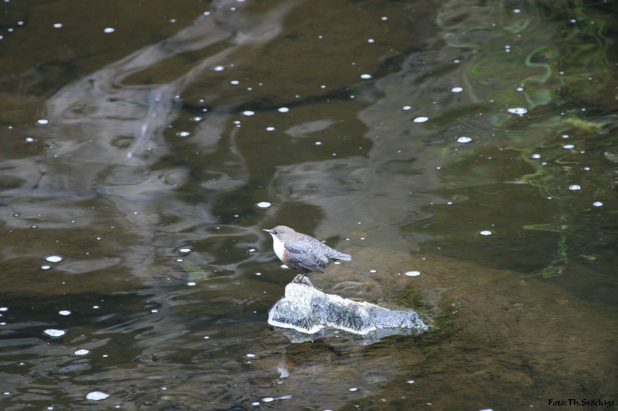 Wasseramsel