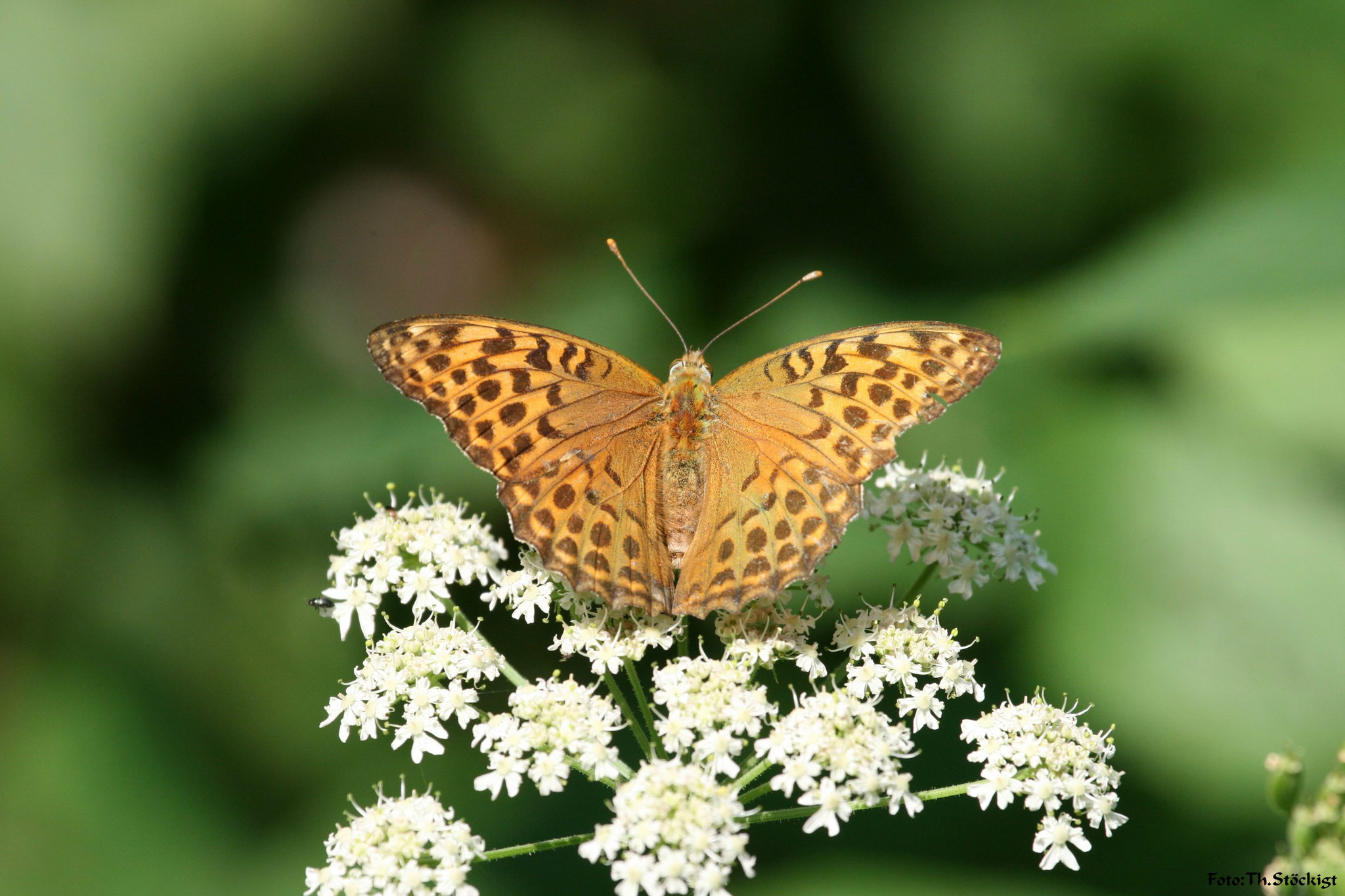 Kaisermantel,  Argynnis paphia valesina