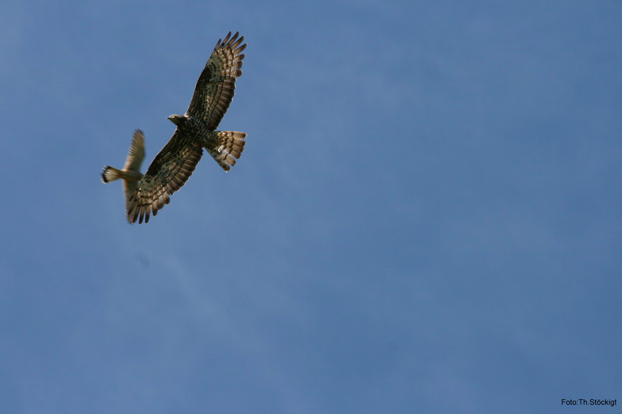 Wespenbussard & Turmfalke