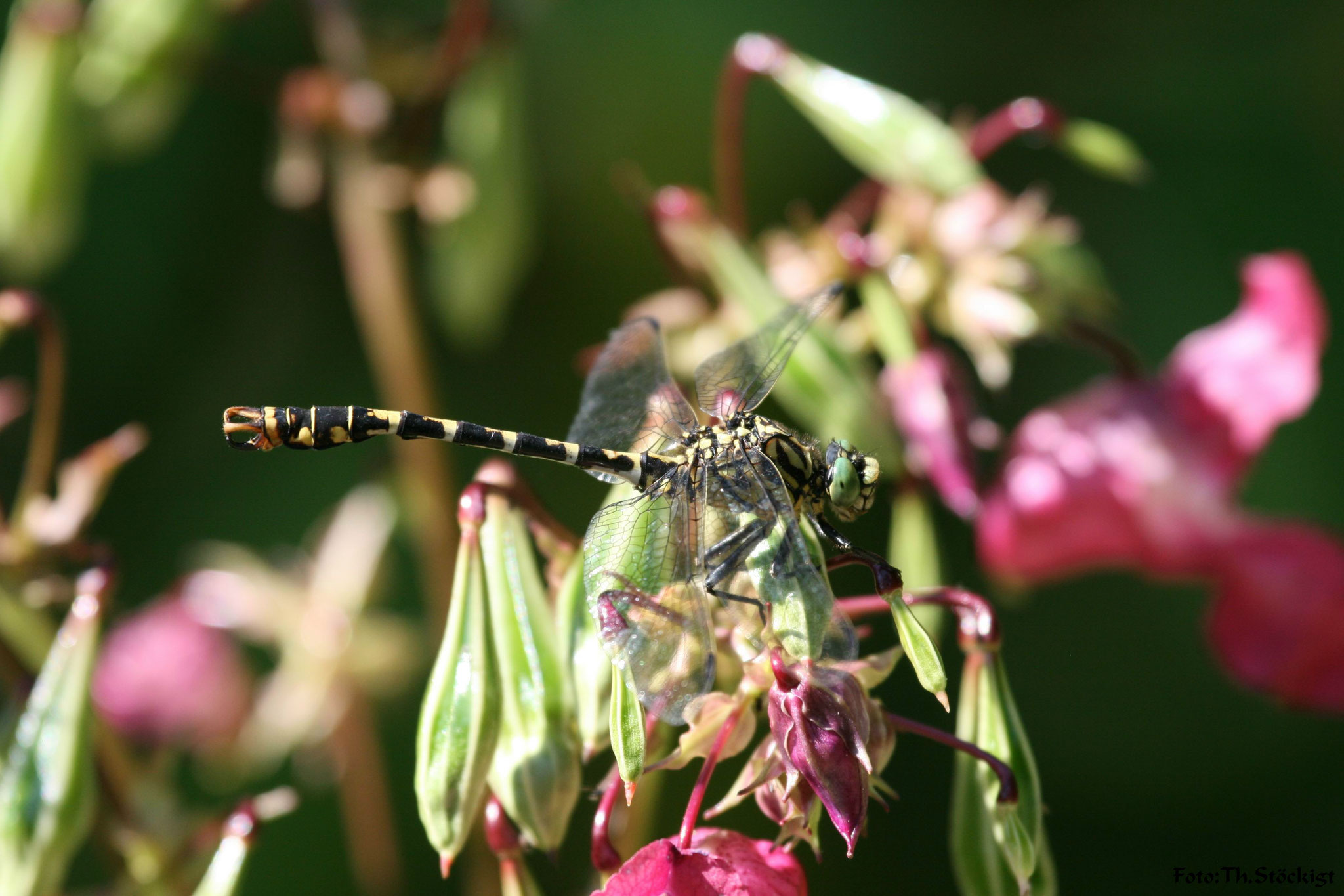 Kleine Zangenlibelle  Onychogomphus forcipatus Männchen