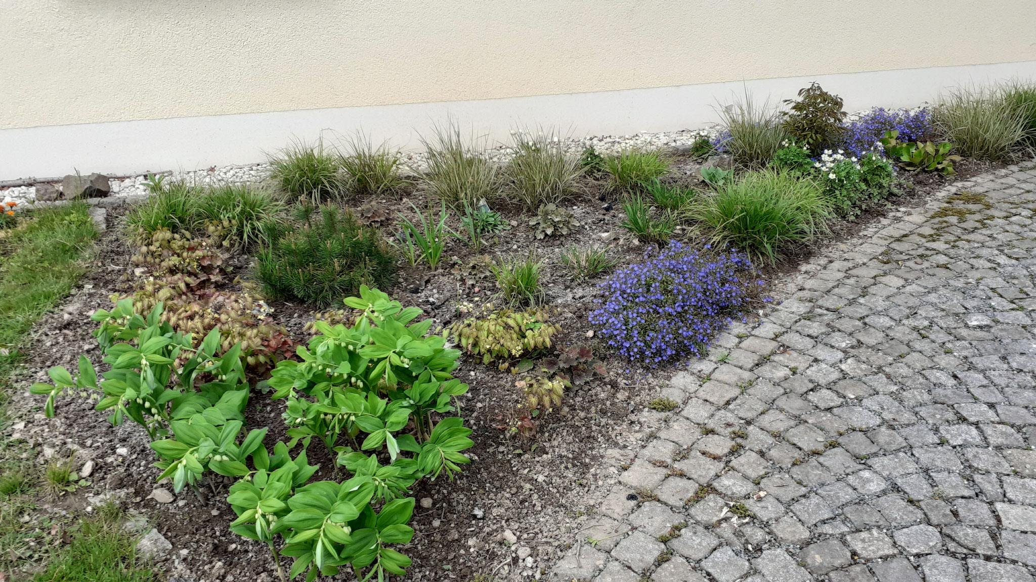 Bepflanzung eines Vorgartens 