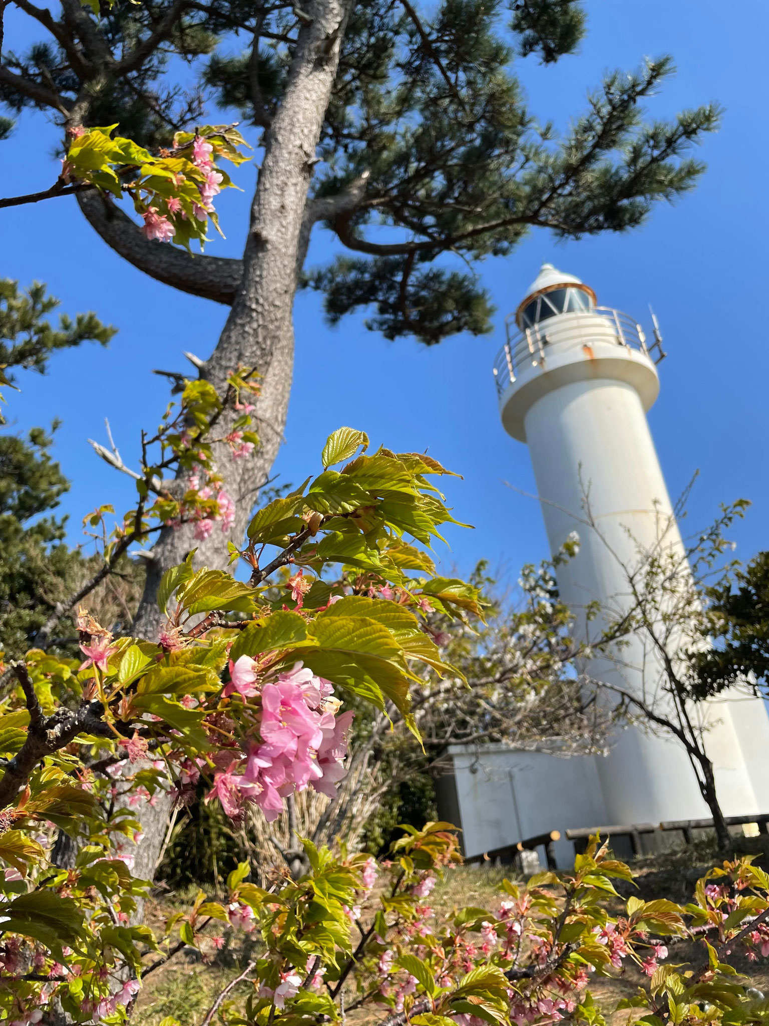 波浮の灯台と桜
