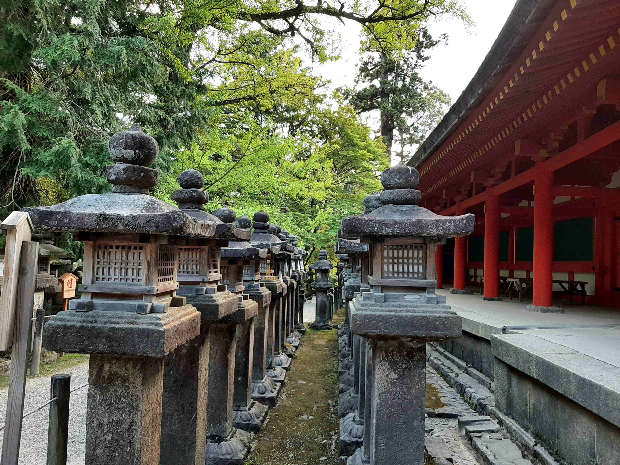 Lámparas de piedra en el templo Kasuya Taisha