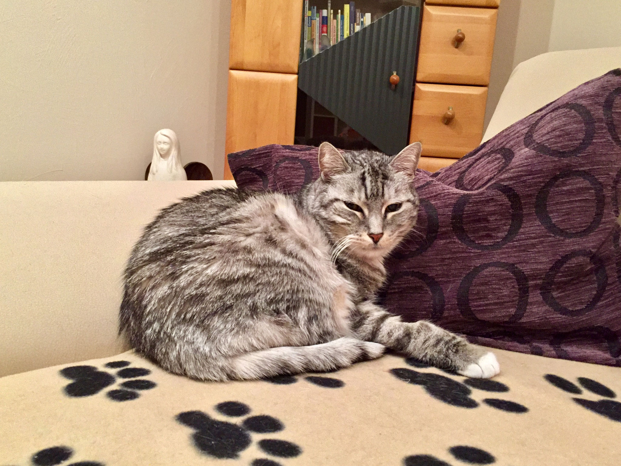 Henry, gest. 2019 (geb. 2002)