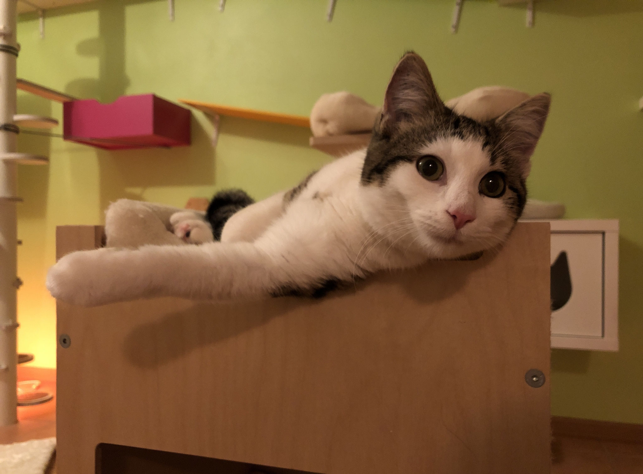 Mizi