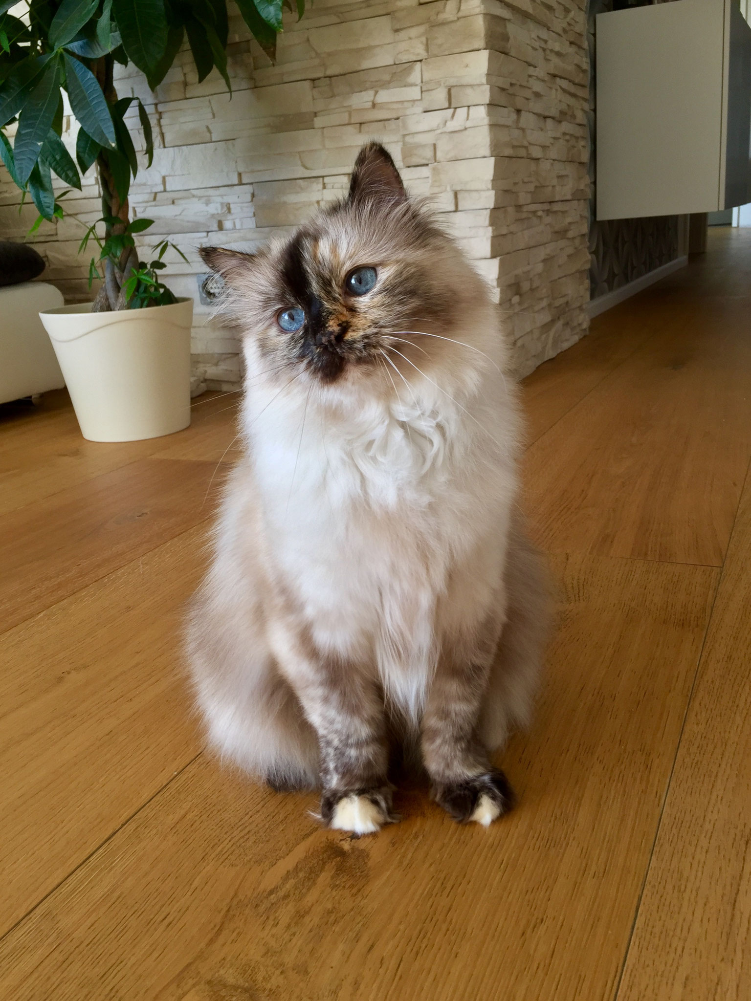 Lucy