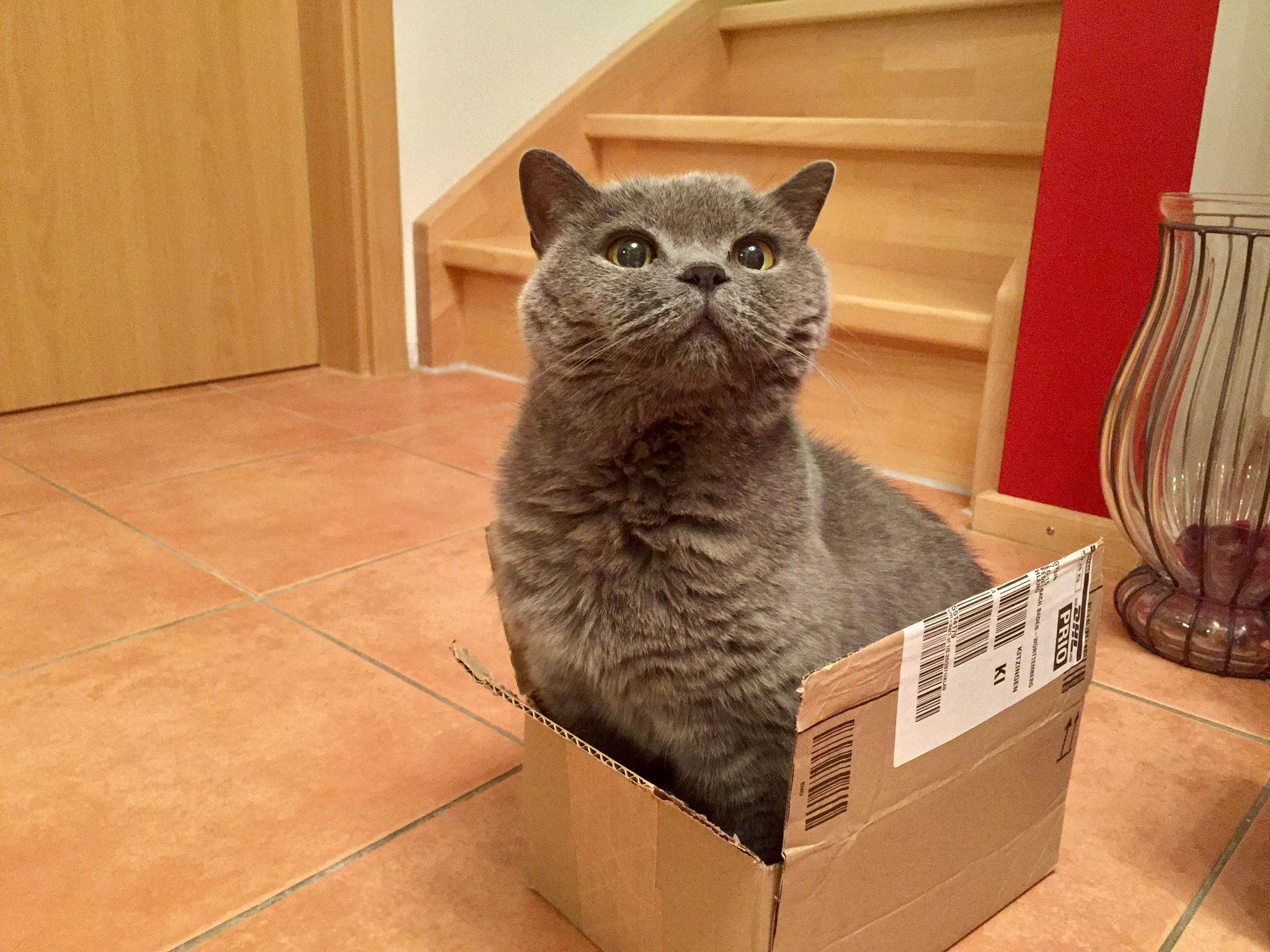 Helena, gest. 2018 (geb. 2002)