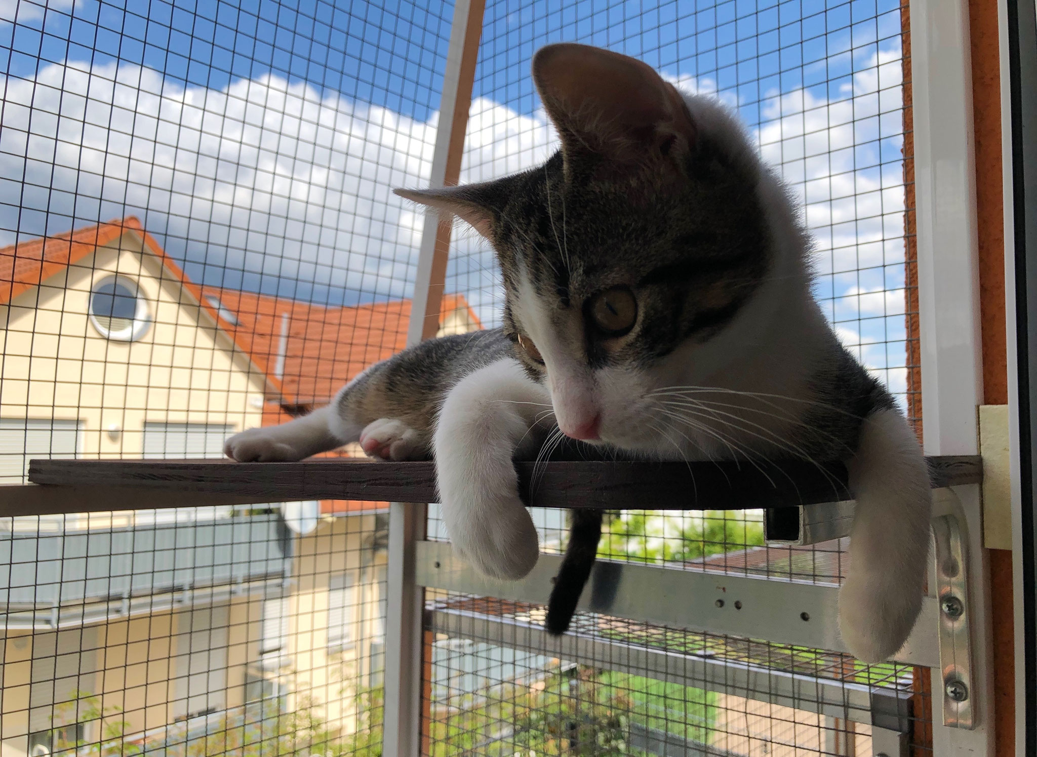 Shiro