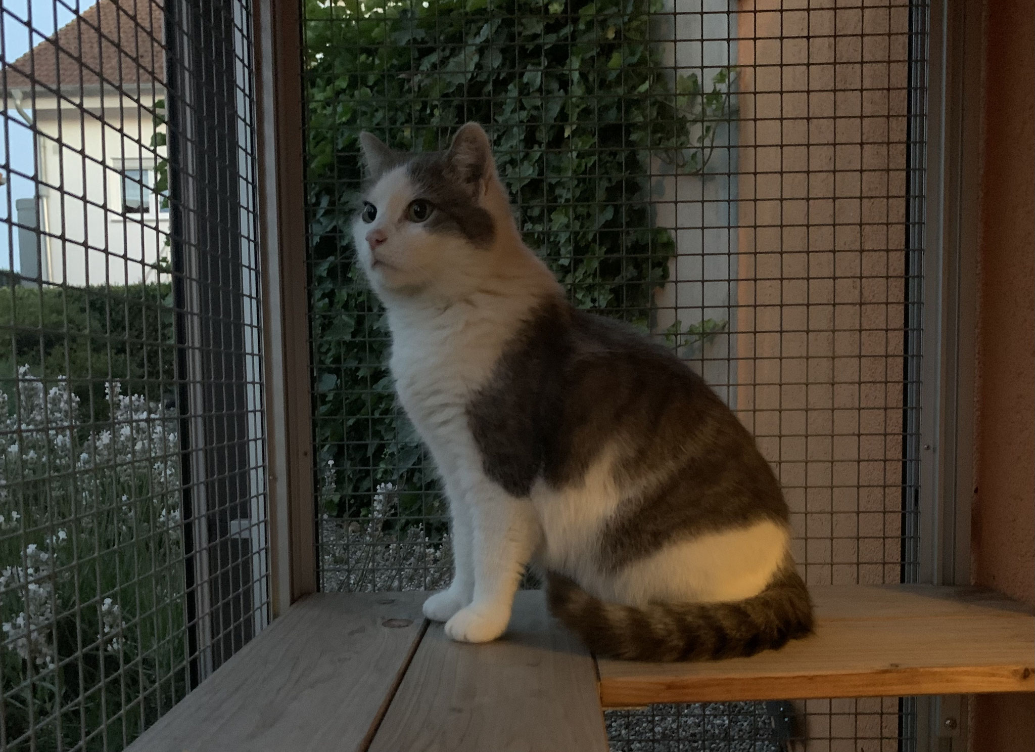 Rudi