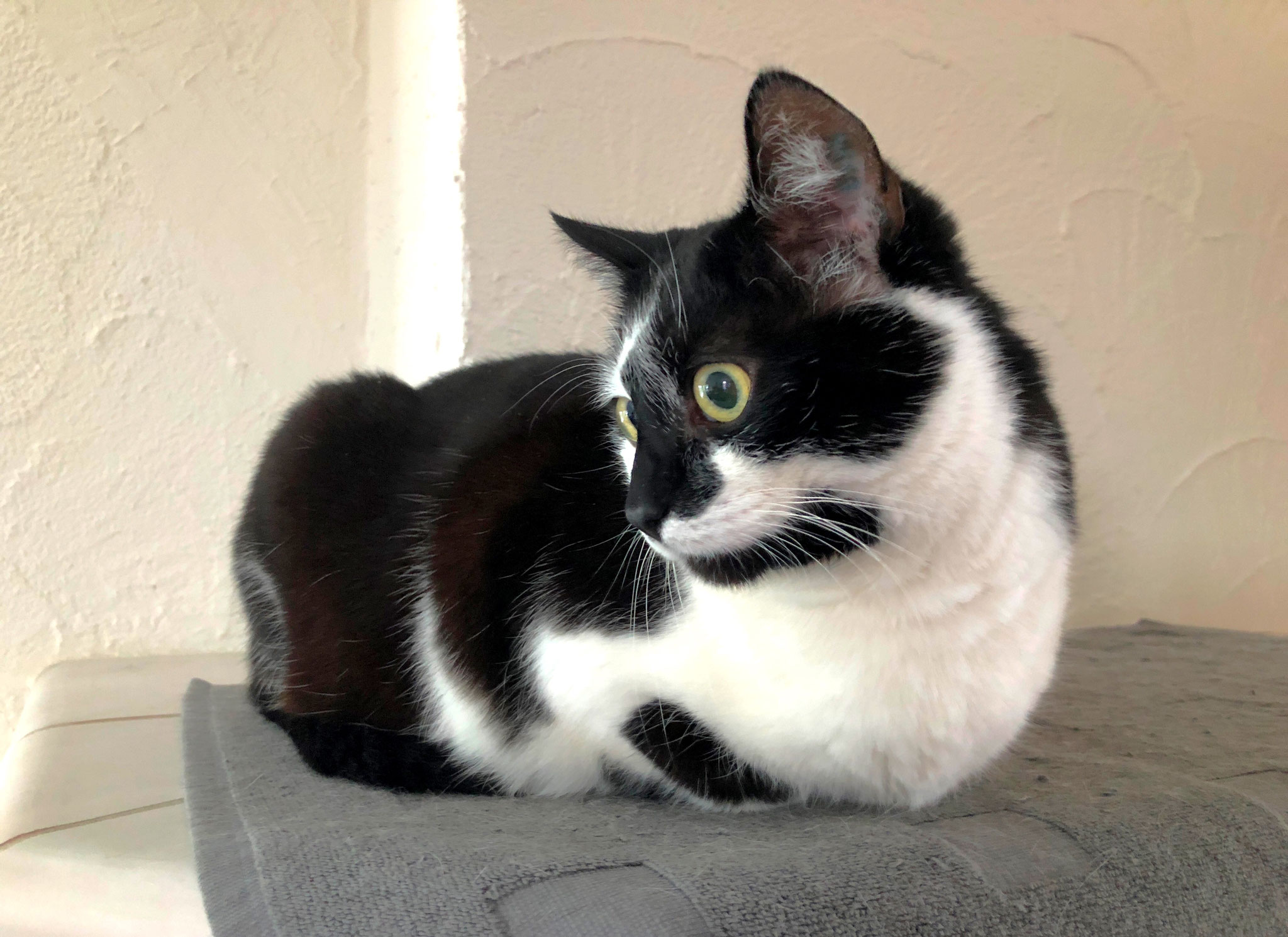 Tom