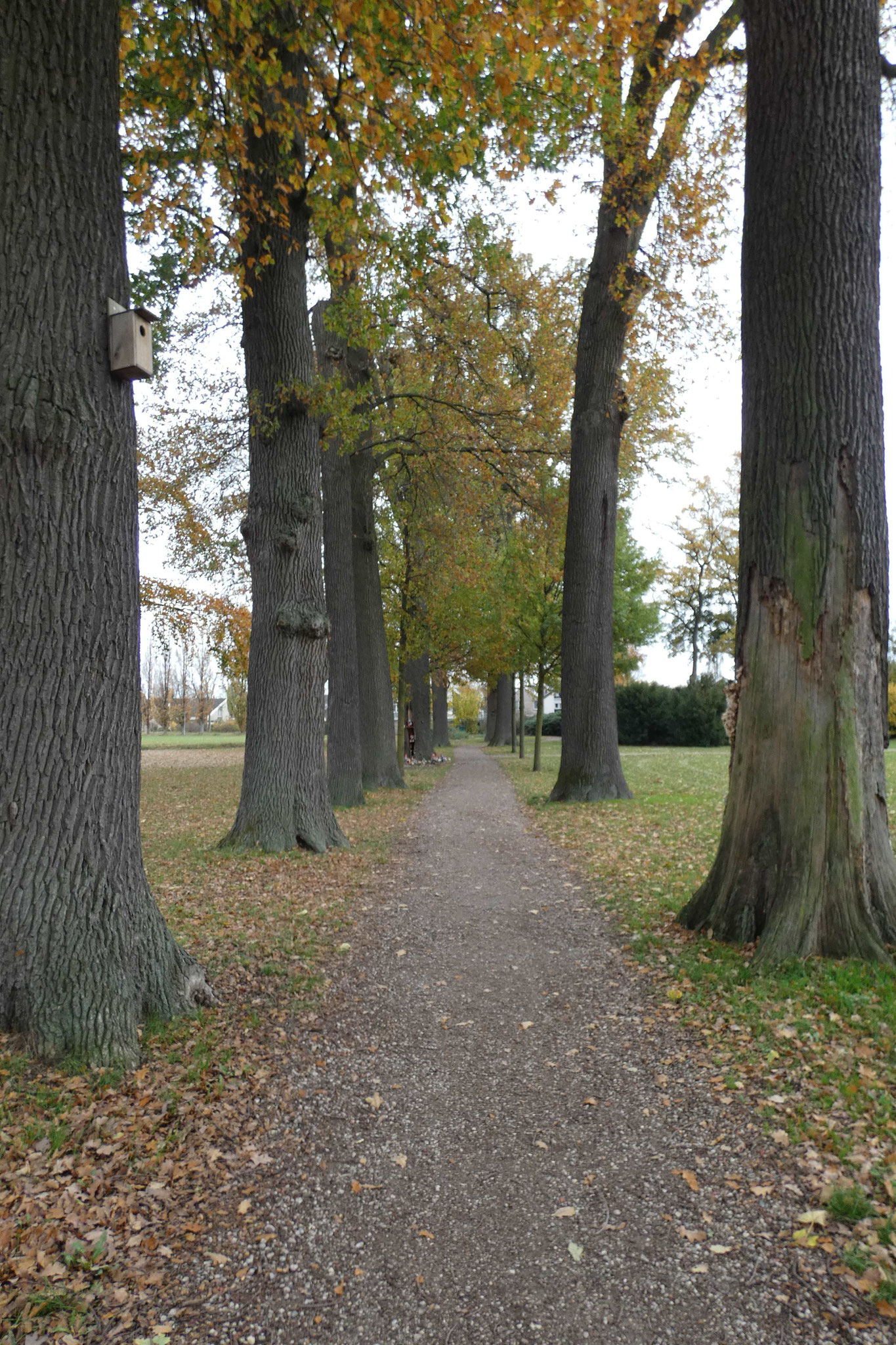 De eikenlaan, aangelegd rond 1900. 