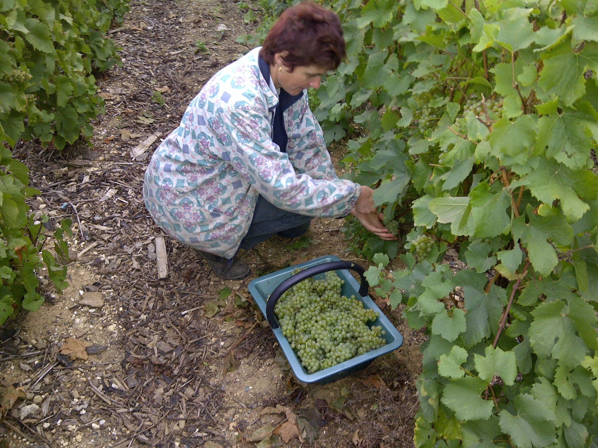 Vendanges manuelles exclusivement