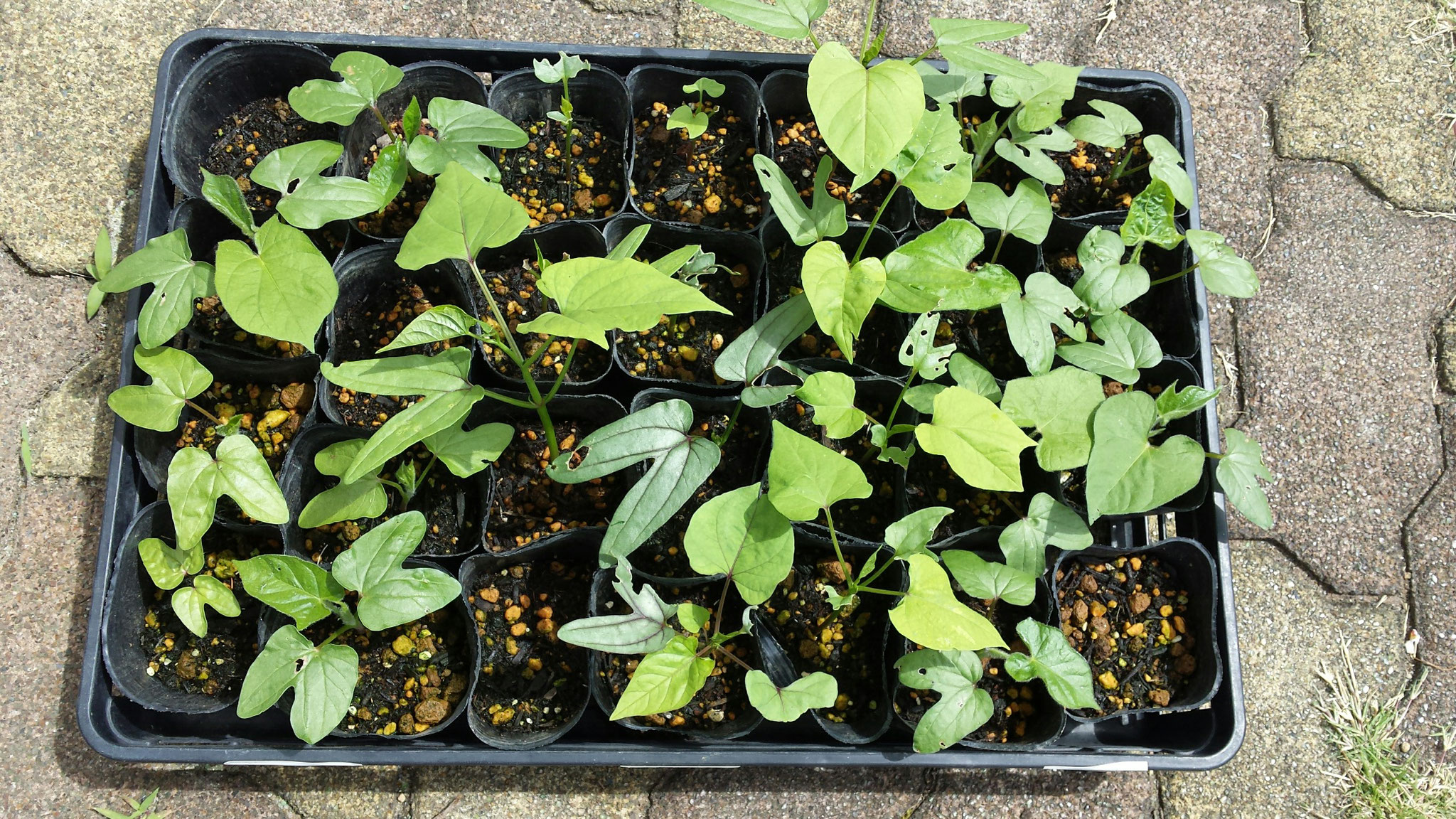 葉が大きくなってきました。ヘブンリーブルーの品種だけがおいしいのか、虫に食われています