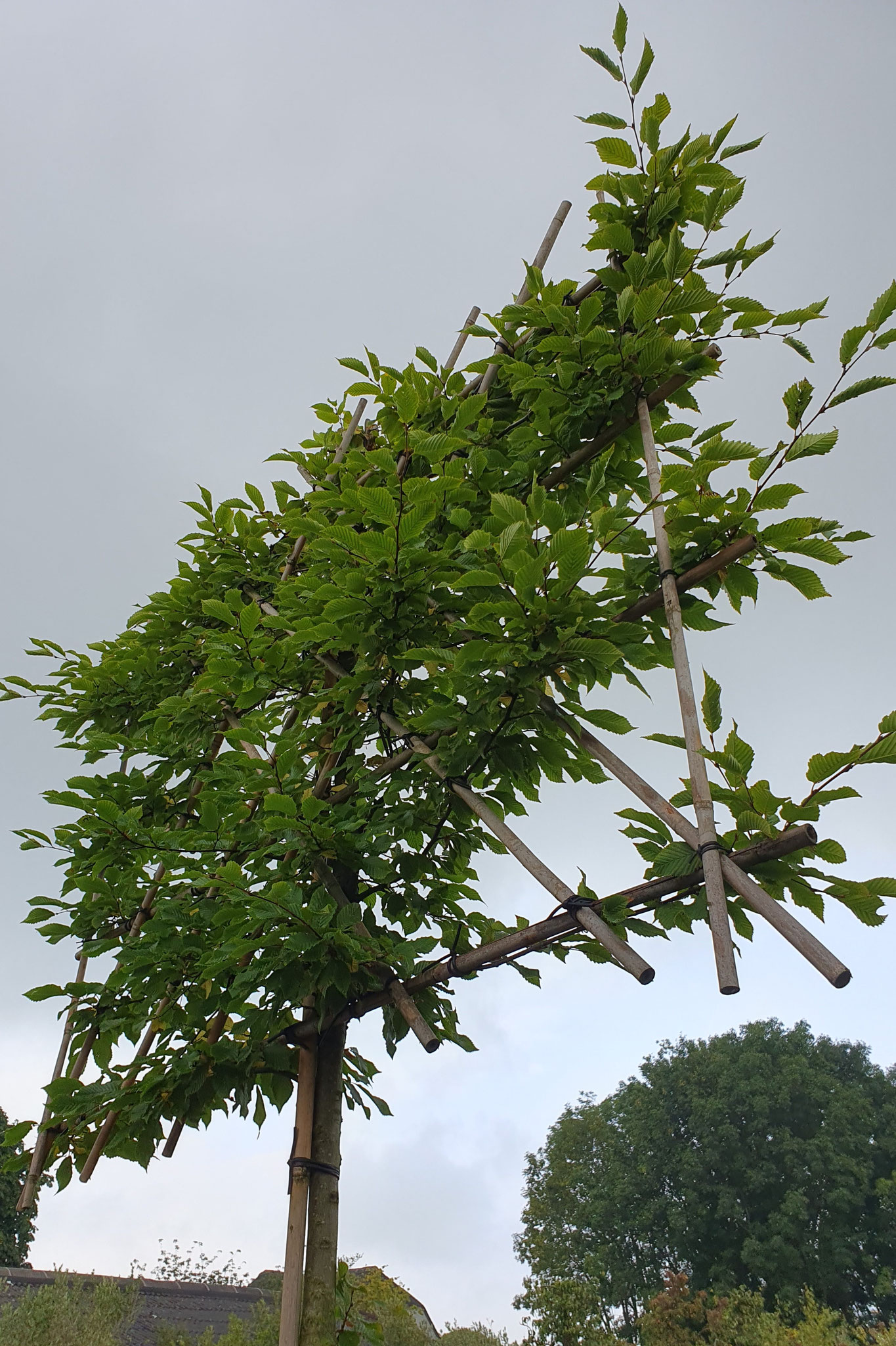 Carpinus betulus