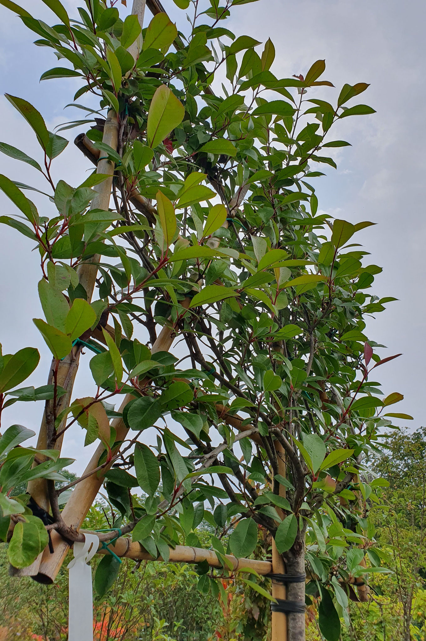 Photinia fraseri 'Red Robin'