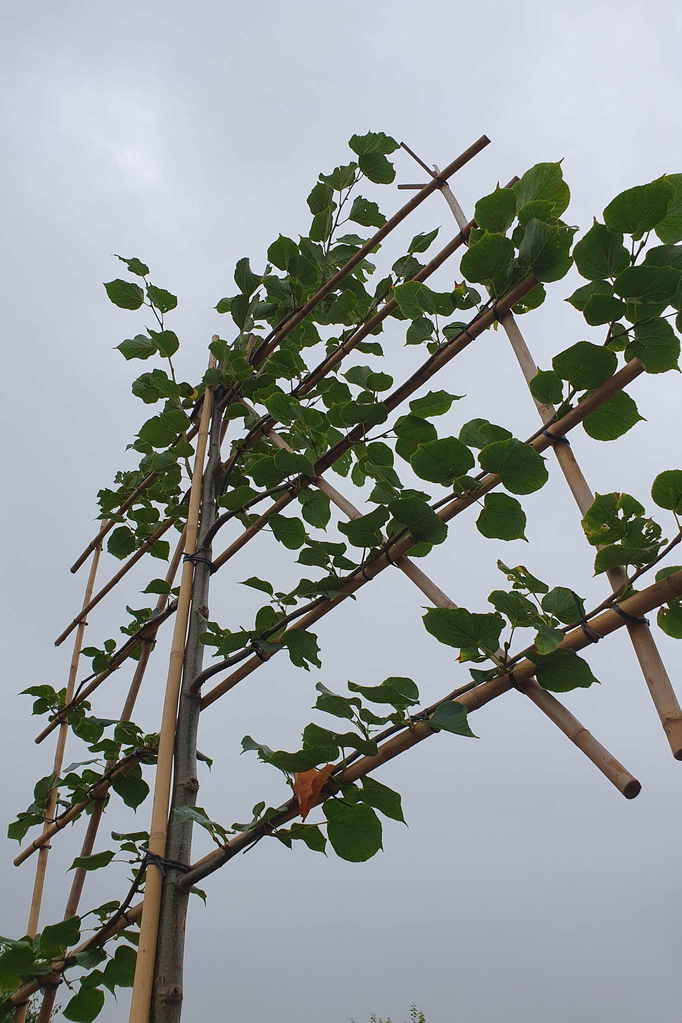 Tilia europaea 'Pallida'