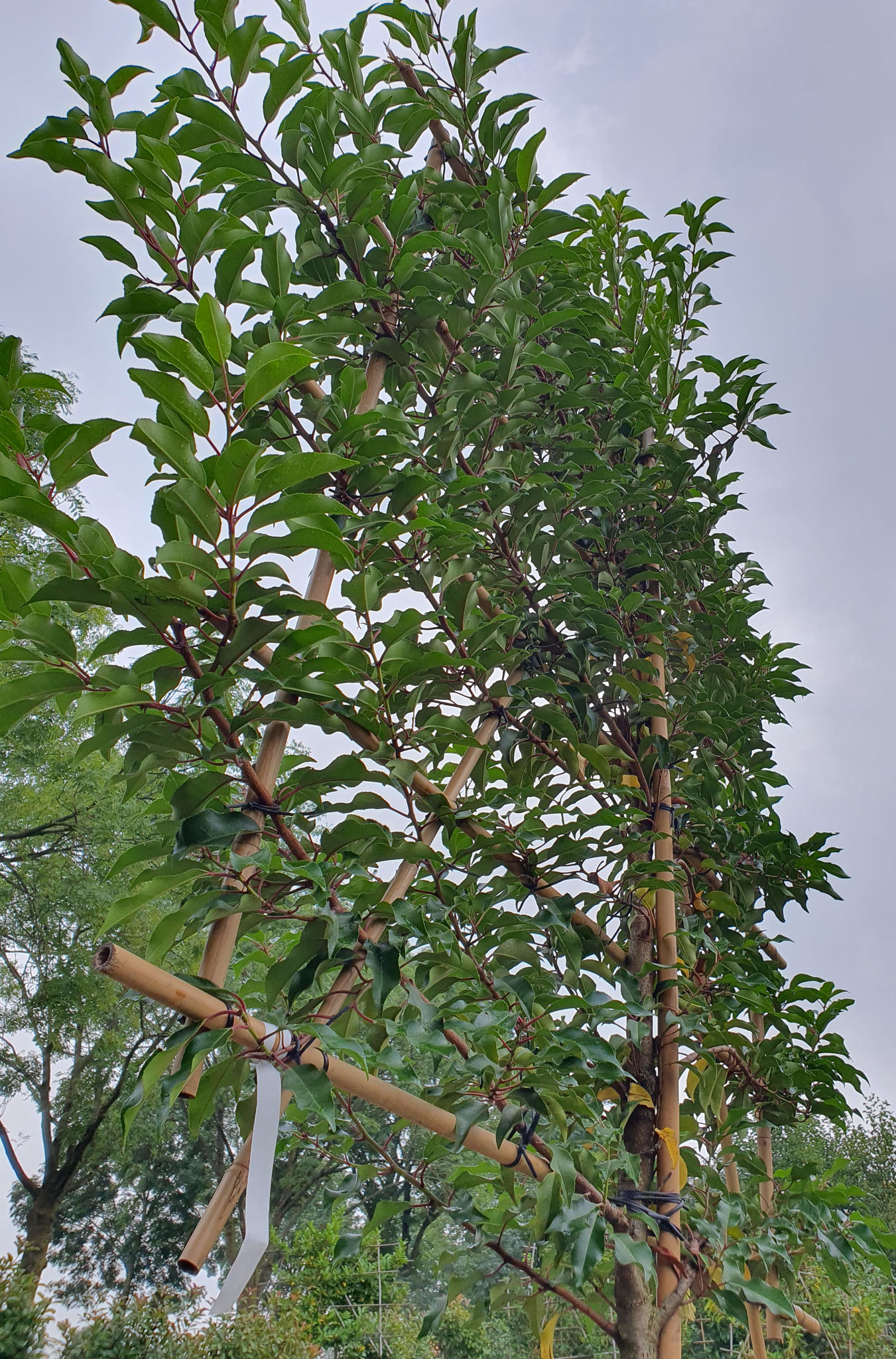 Prunus lustanica 'Angustifolia'