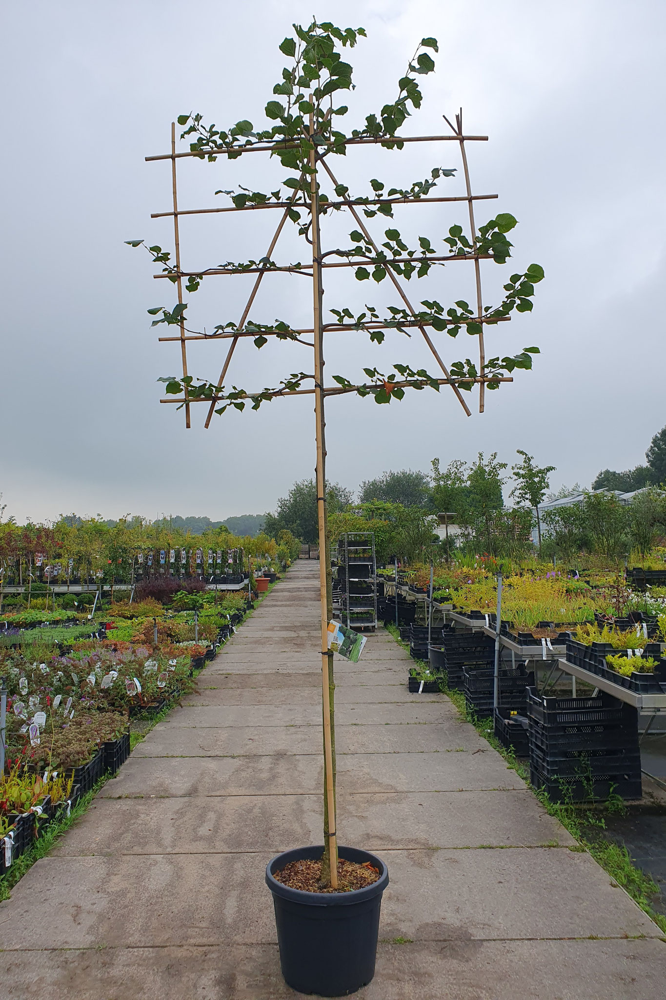 Tilia europaea 'Pallida'