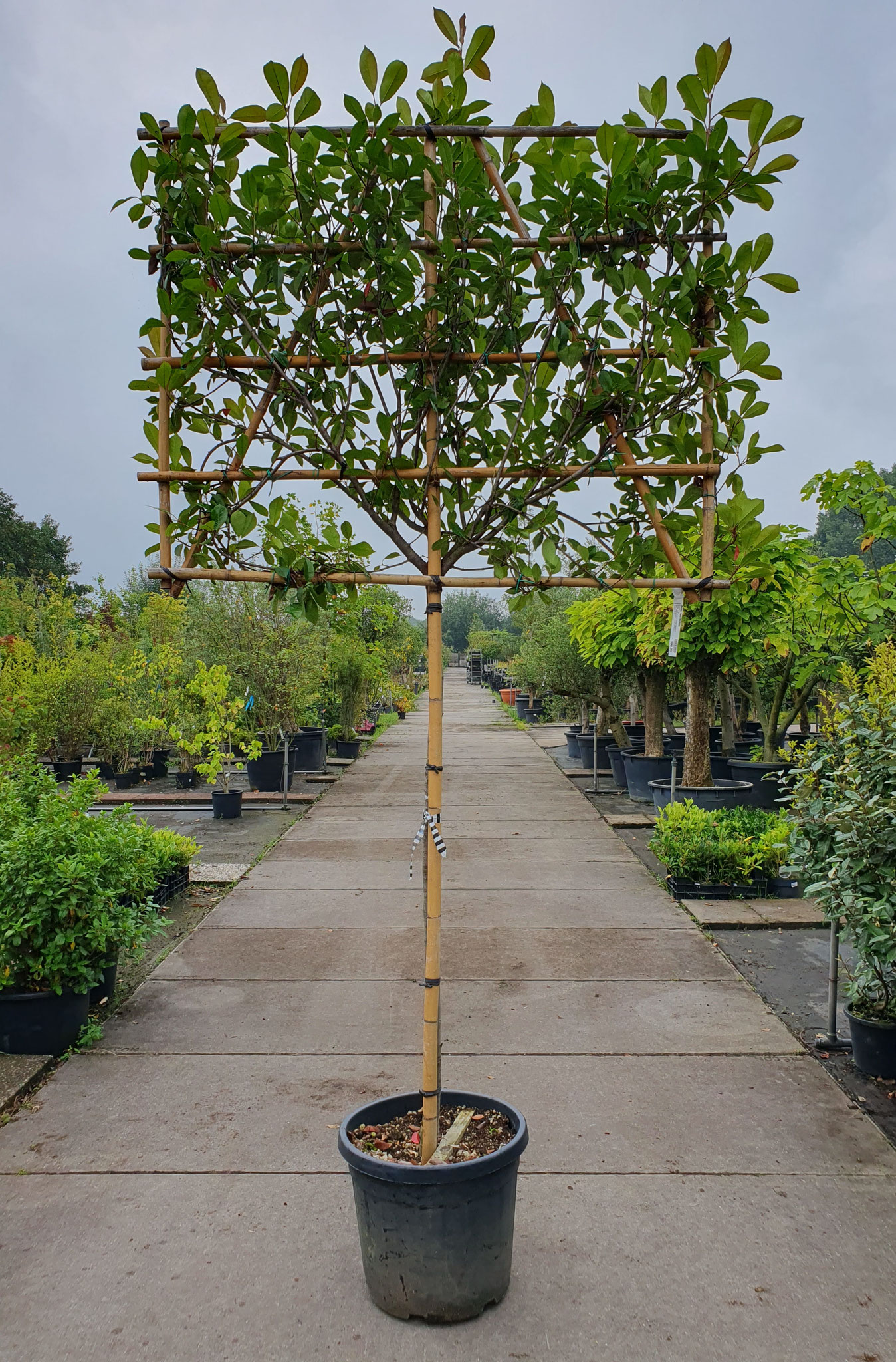 Photinia fraseri 'Red Robin'