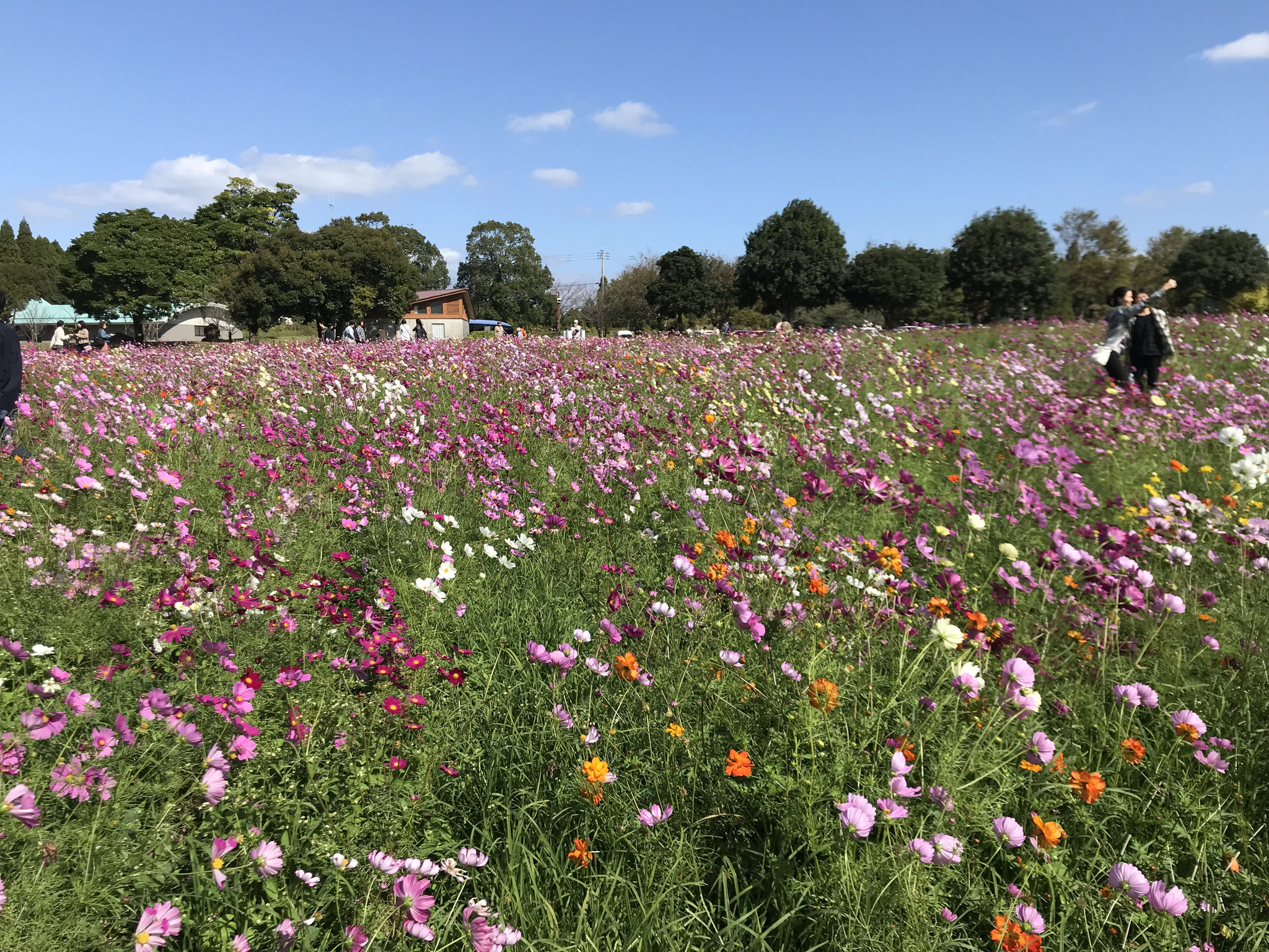 秋桜（鹿児島都市農業センター・鹿児島市）