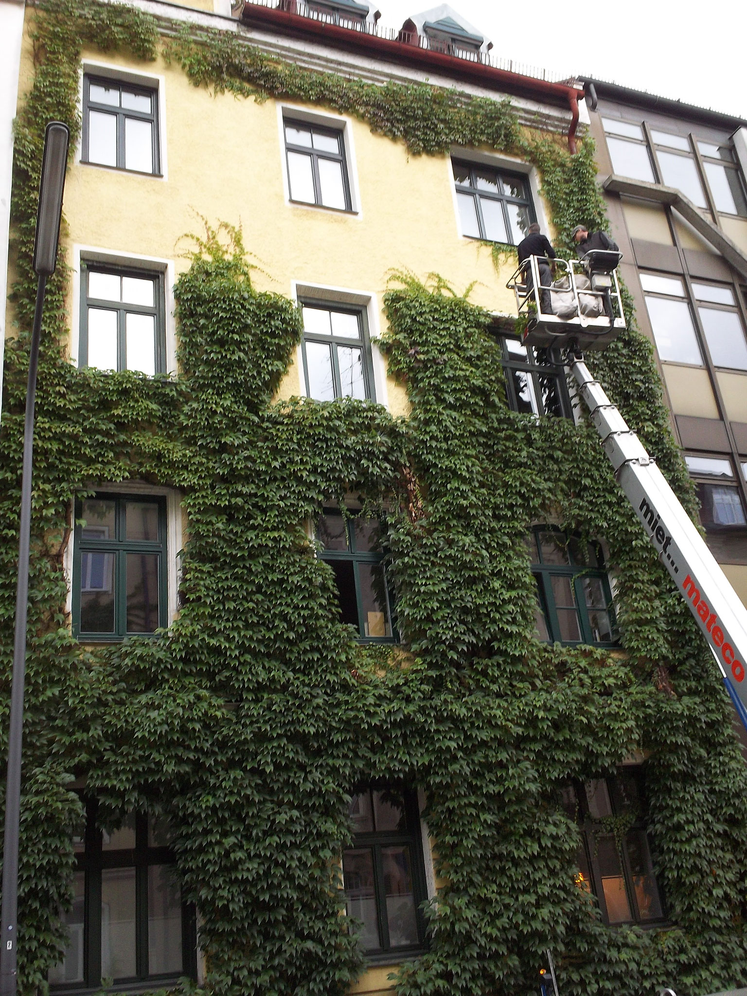 Rückschnitt von Wein an Hausfassade in München 