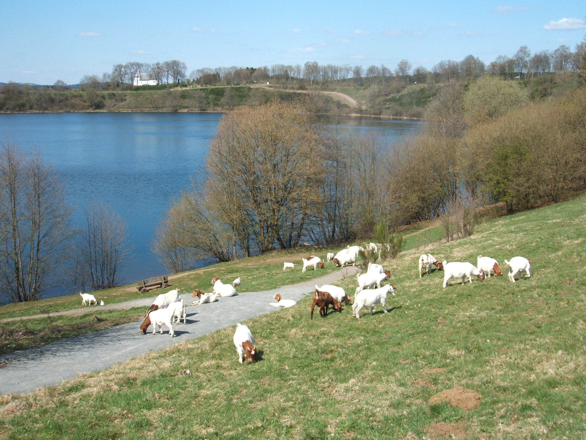 Burenziegen an den Hängen des Weinfelder Maares