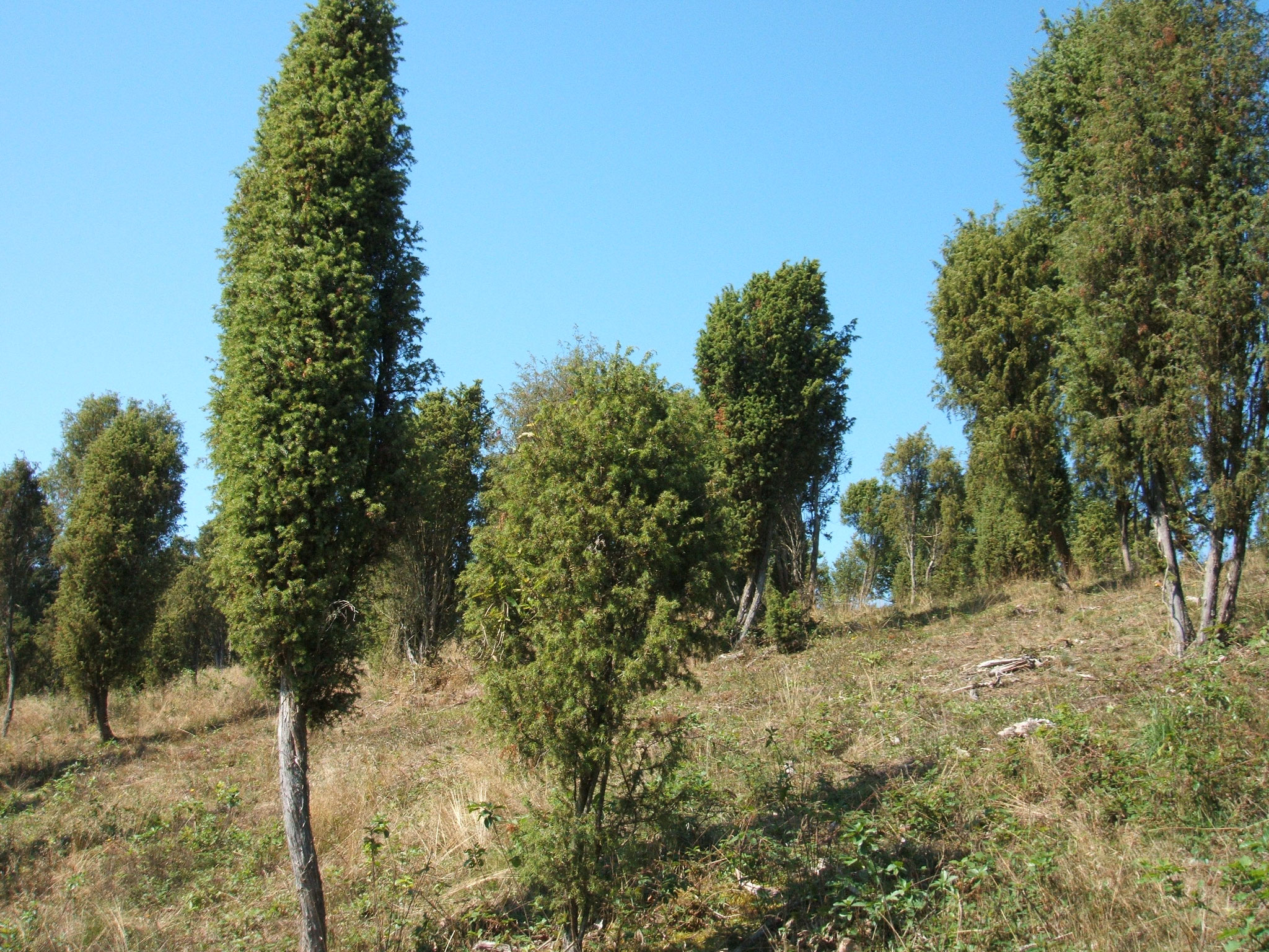 Wacholderheide Geisert bei Demerath