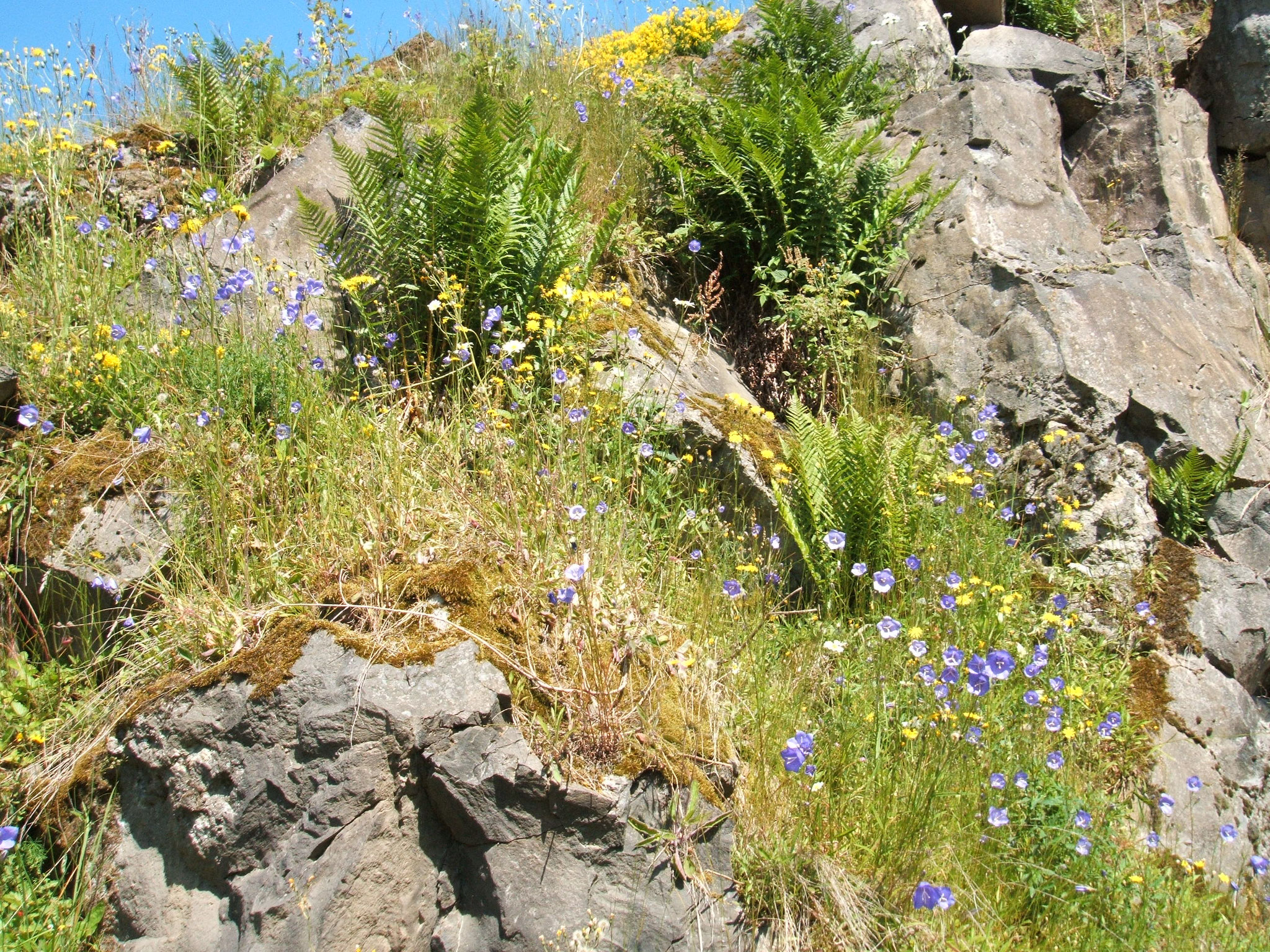 Felsen und Blütenpracht im NABU-Schutzgebiet Assebergbruch bei Daun-Waldkönigen