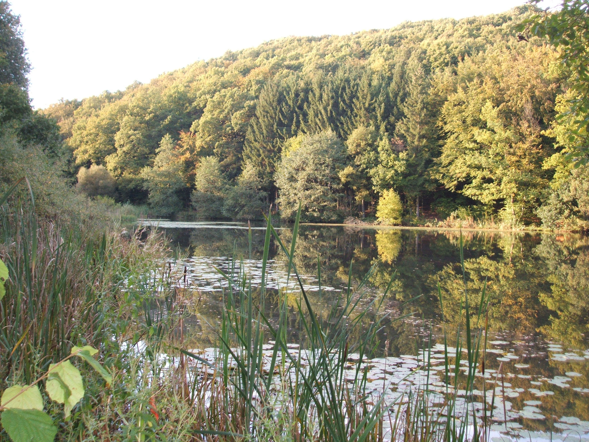 Klosterweiher bei Mückeln