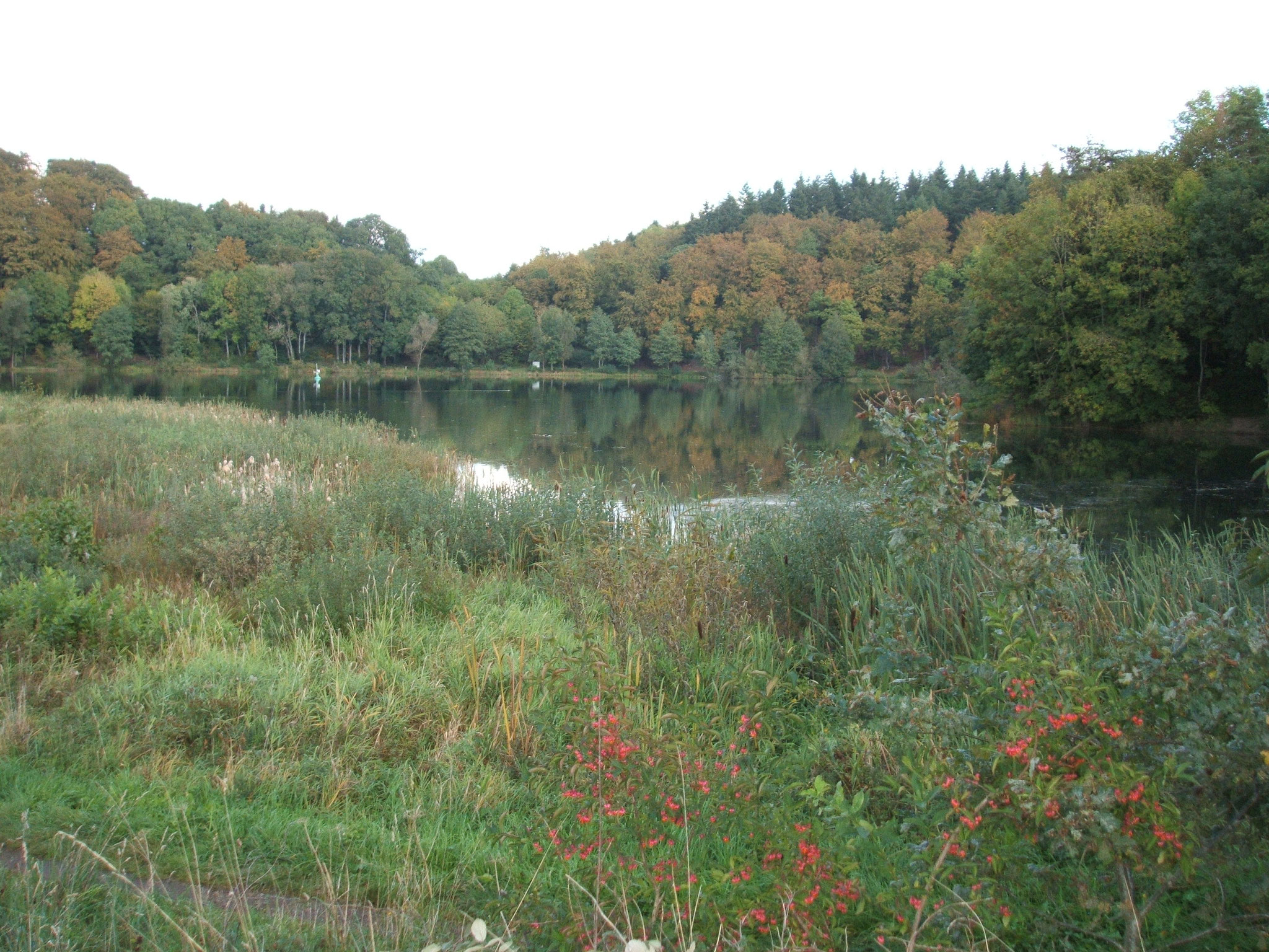 Holzmaar bei Gillenfeld mit Verlandungszone