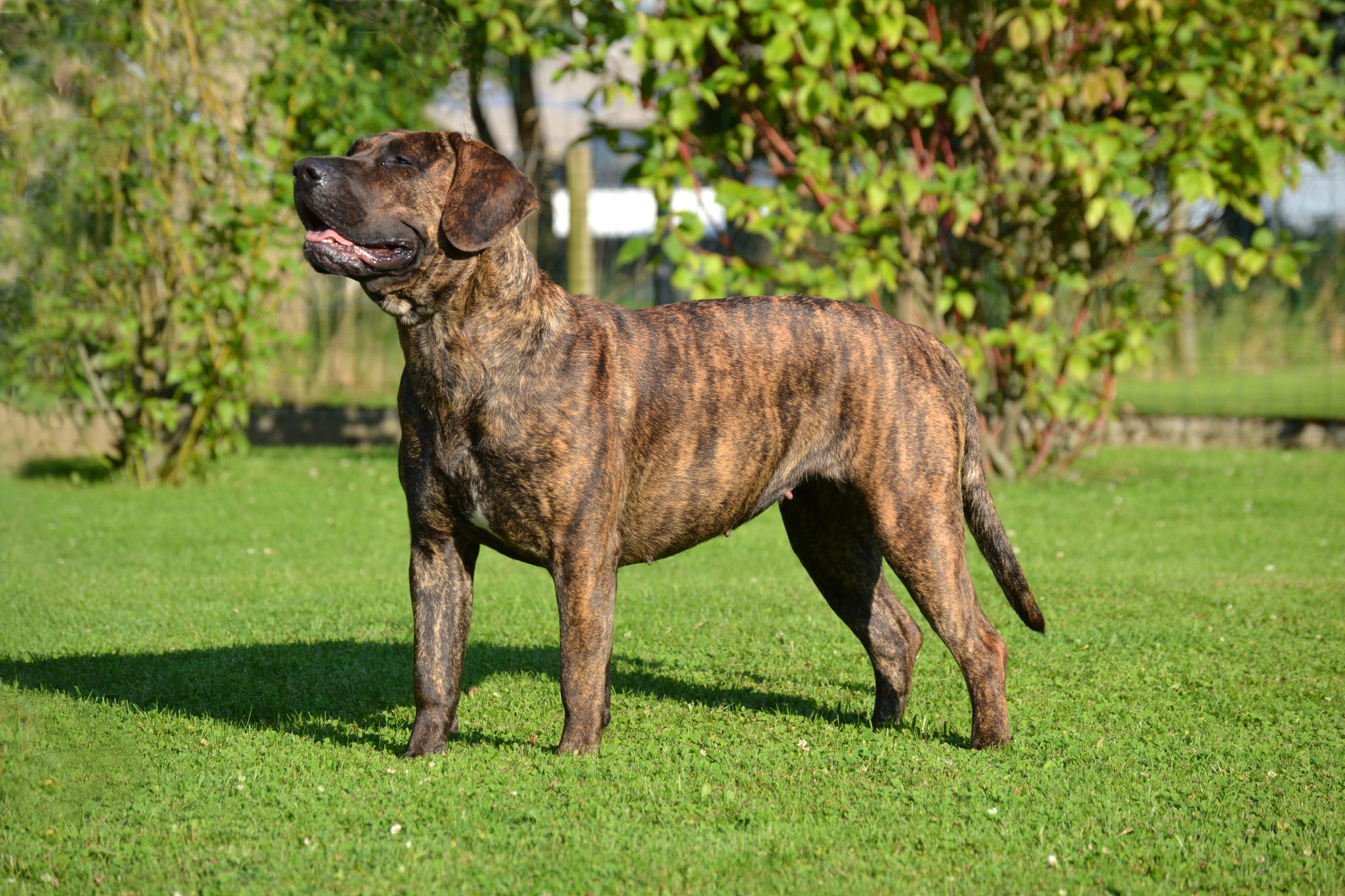 Die Hunderasse "Dogo Canario" >>> klick hier