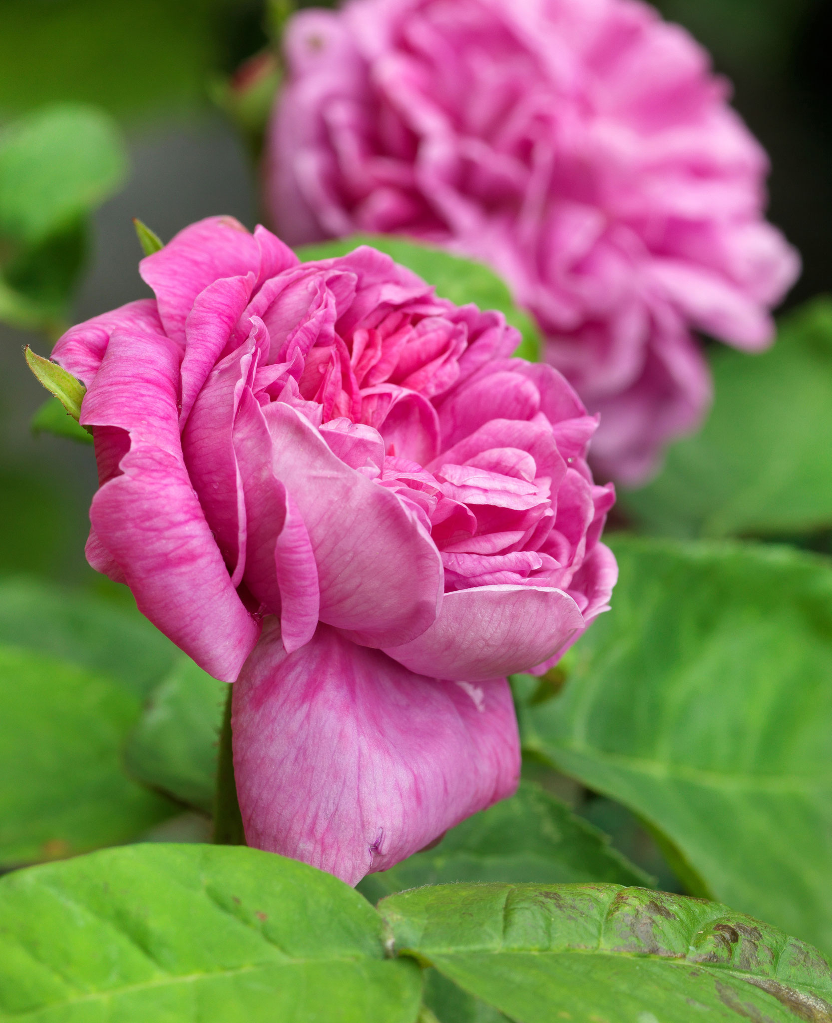 Accueil - photos des jardins - Les jardins Henri le Sidaner