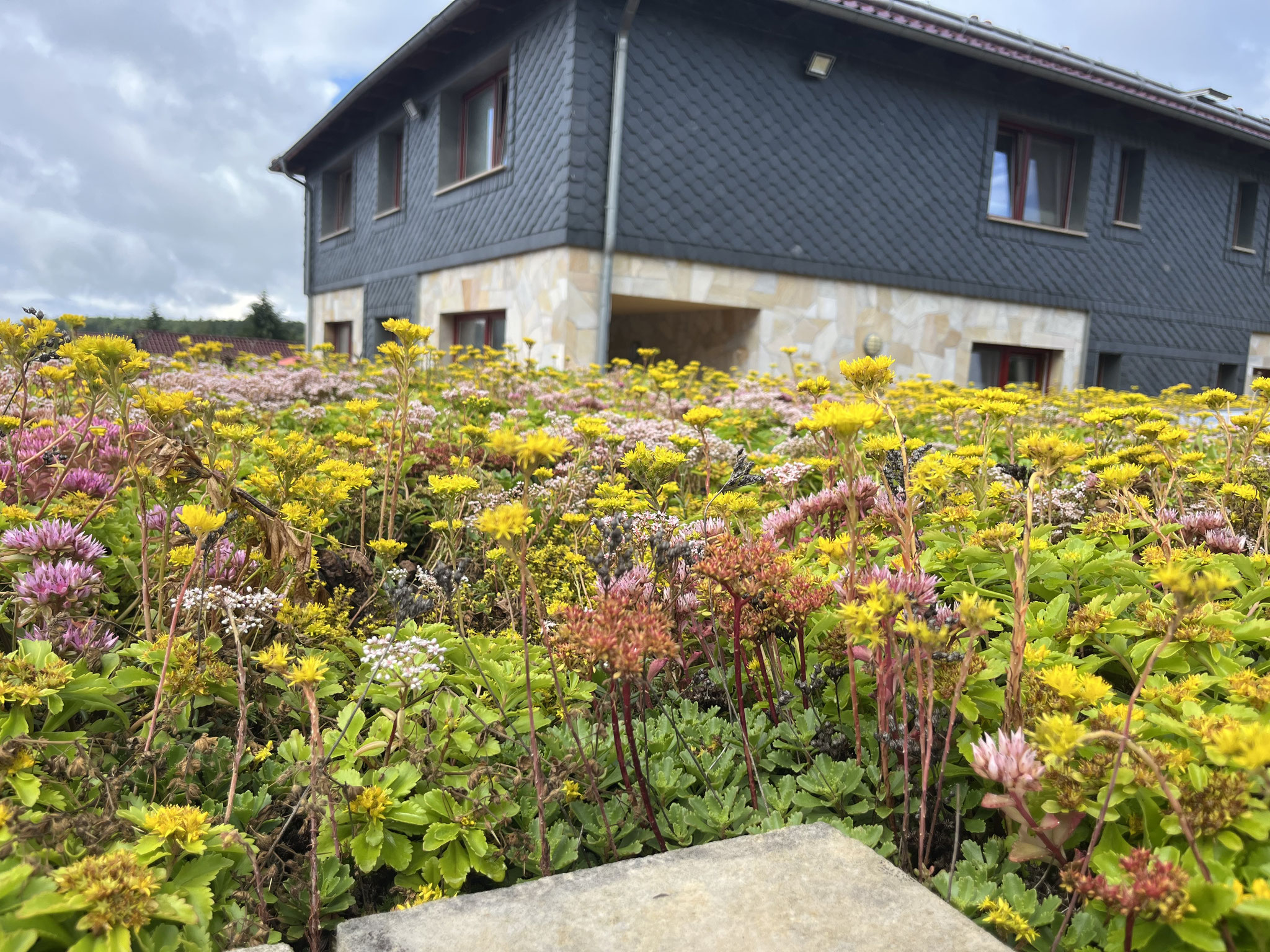 Grünzeug rund ums Hotel