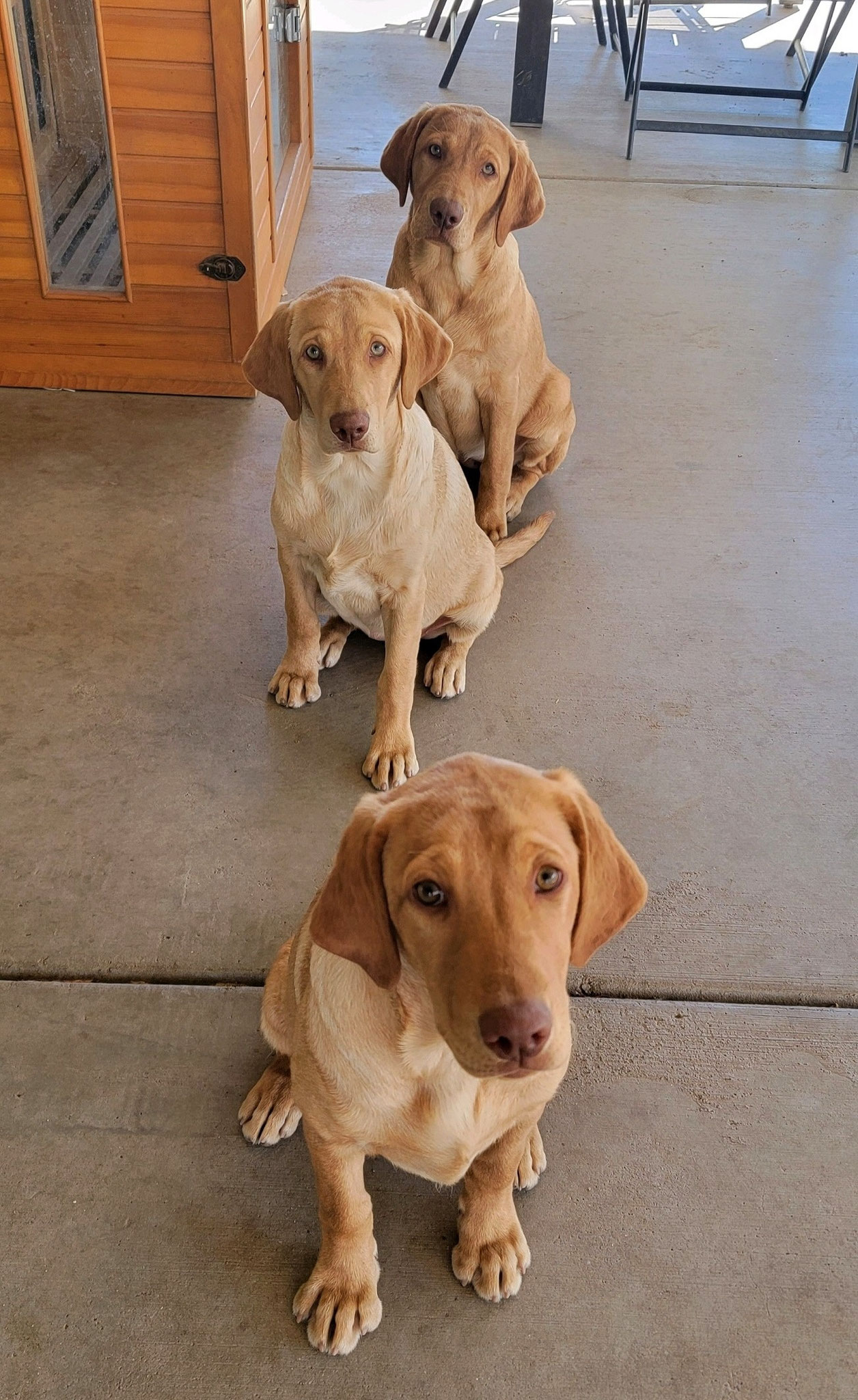 We Also Breed The Other Rare & Unique Purebred Labrador Colors calizonalabs