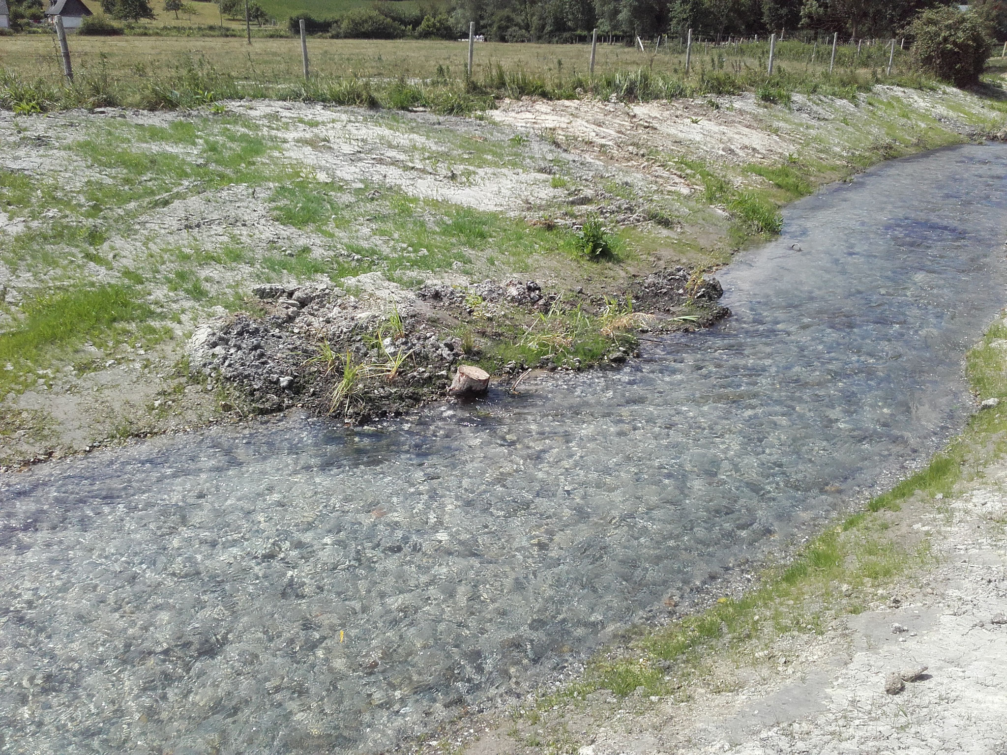 Plantation d'hélophytes sur les banquettes graveleuses