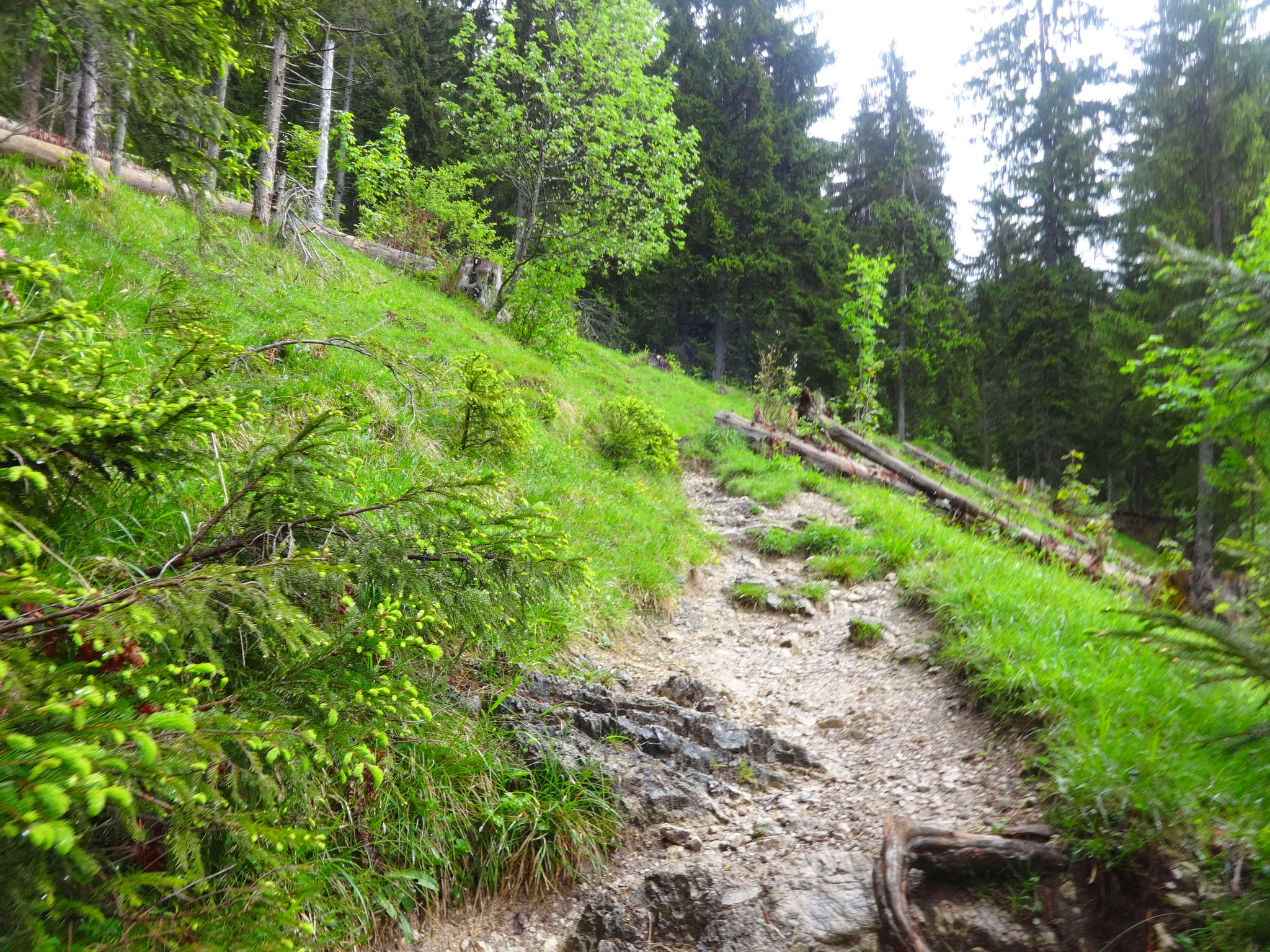 Durch den Wald führt der Weg auf ca. 1400 Meter...