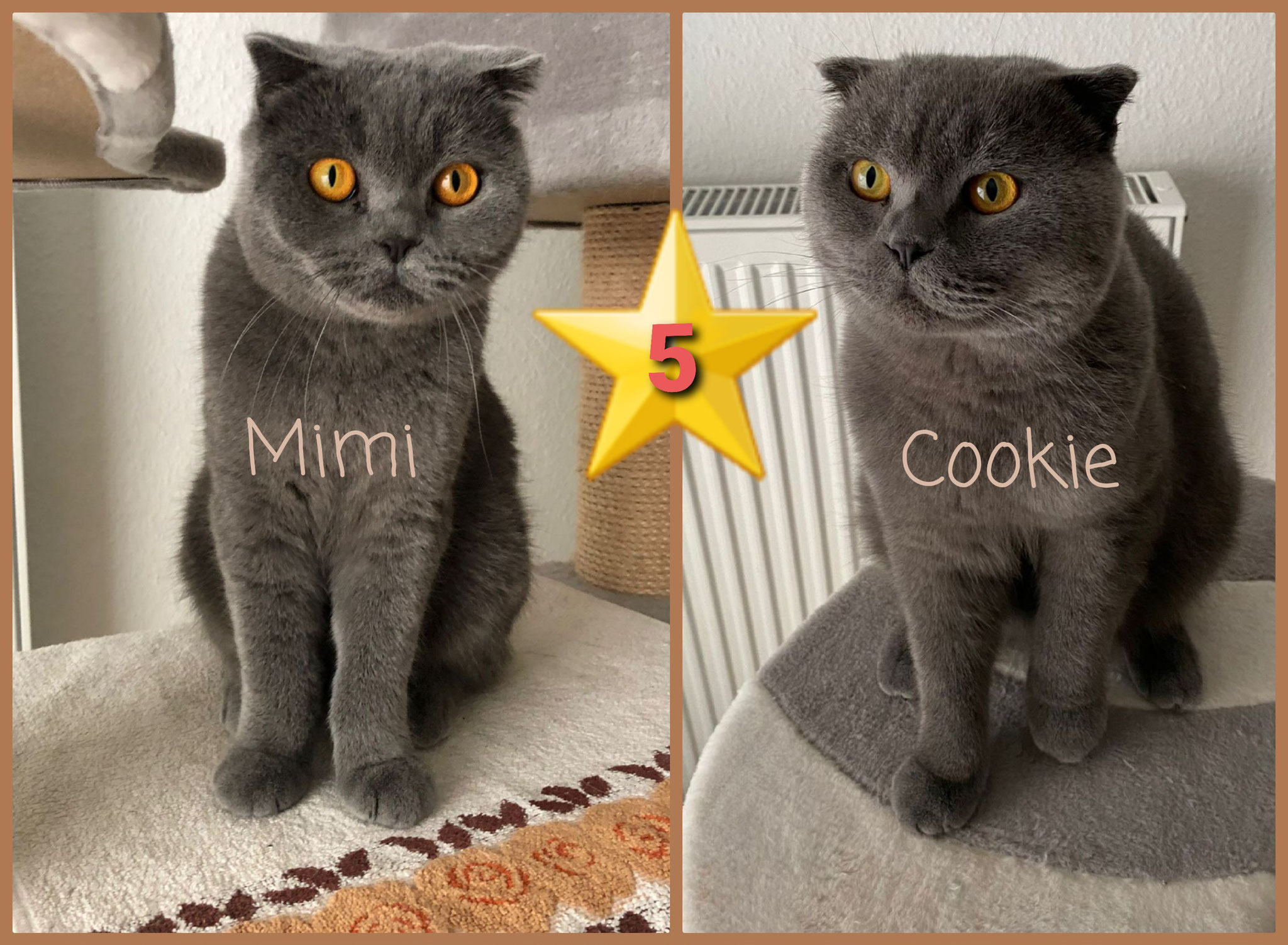 ⭐️ 5    RESERVIERT Die grauen Fellteddies Mimi und Cookie (2 und 3 Jahre alt) brauchen mindestens Balkon. Sie sind vom Charakter lieb und pflegeleicht und unzertrennlich!